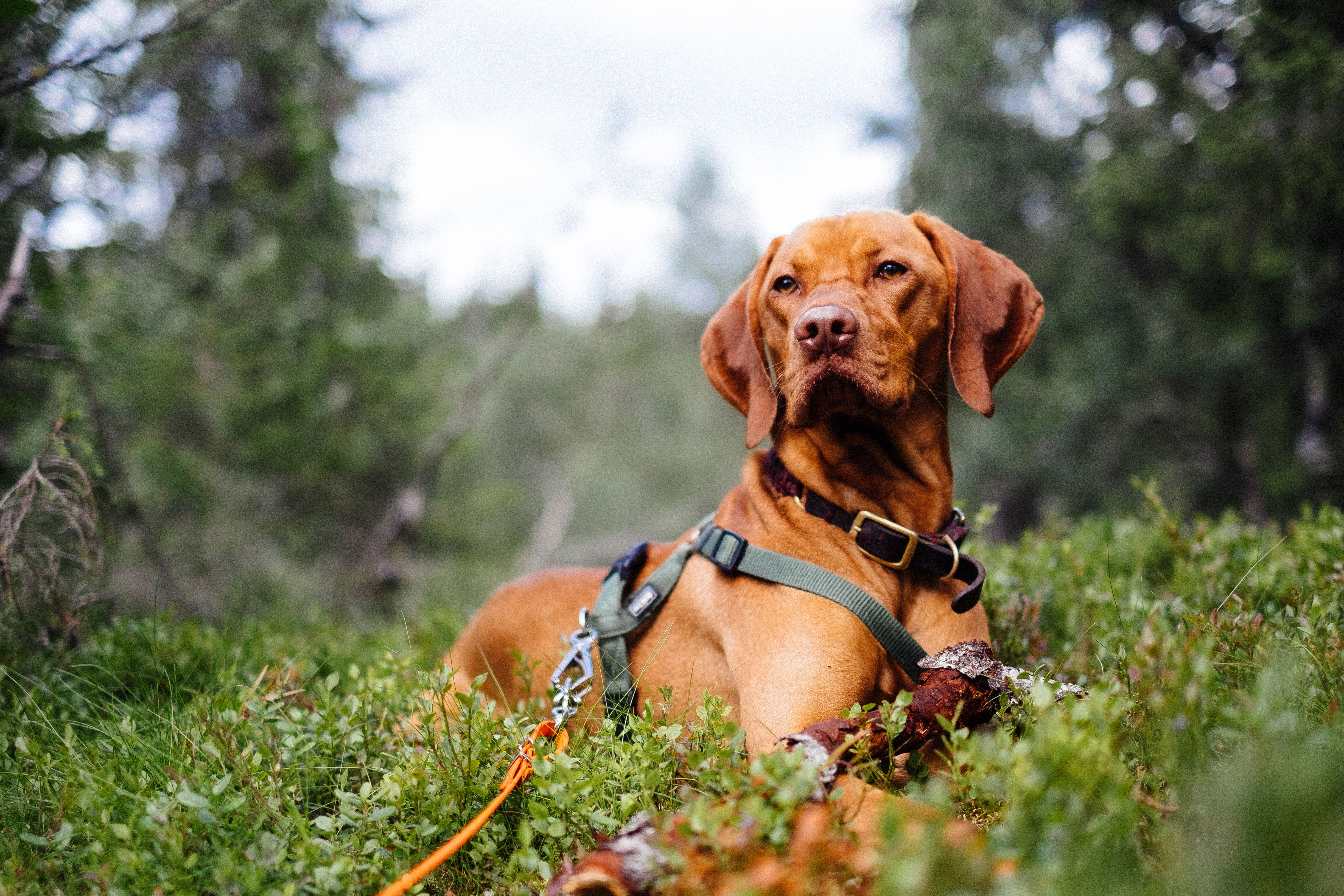 dog hiking gear