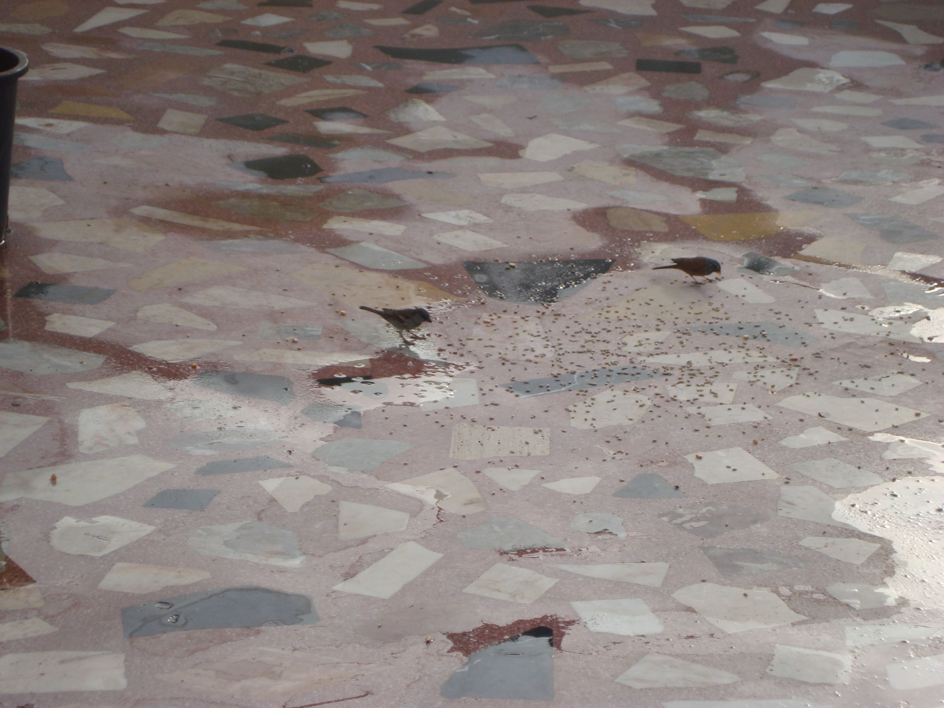 terrazzo impermeabilizzazione