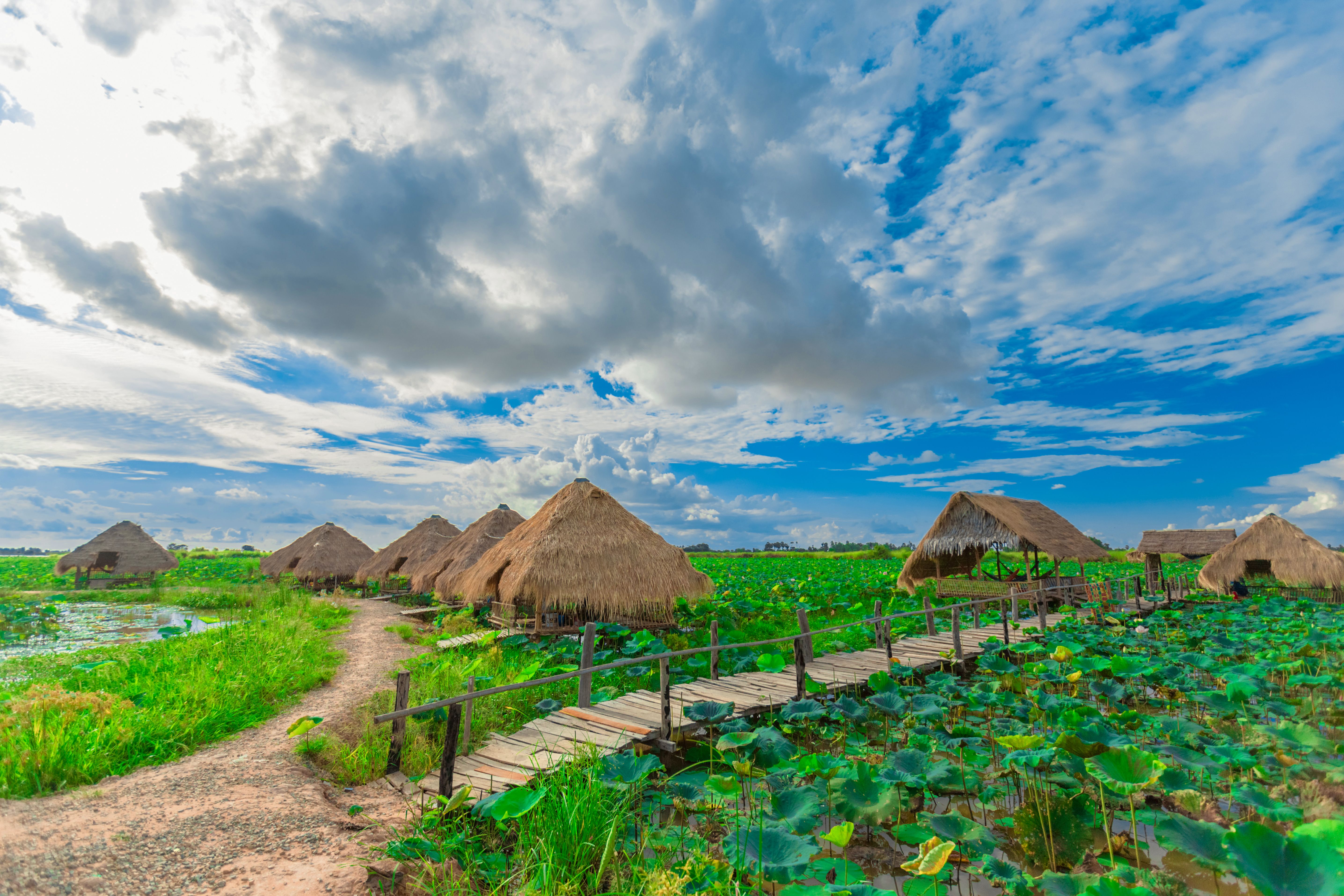 Lotus Farm in Northern Cambodia Lotus Farm in Northern Cambodia