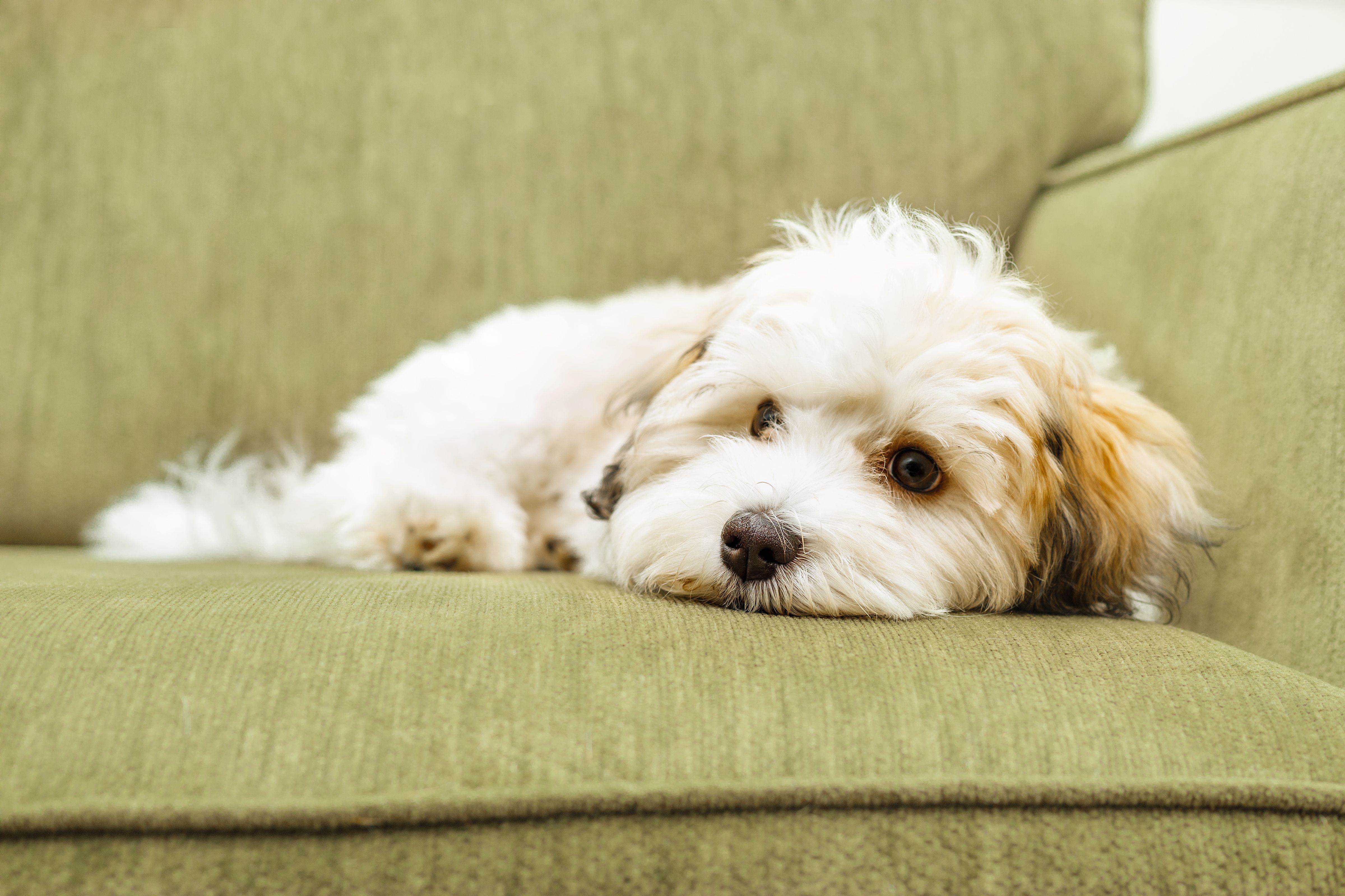 Cute Havanese puppy lying on sofa while looking at camera