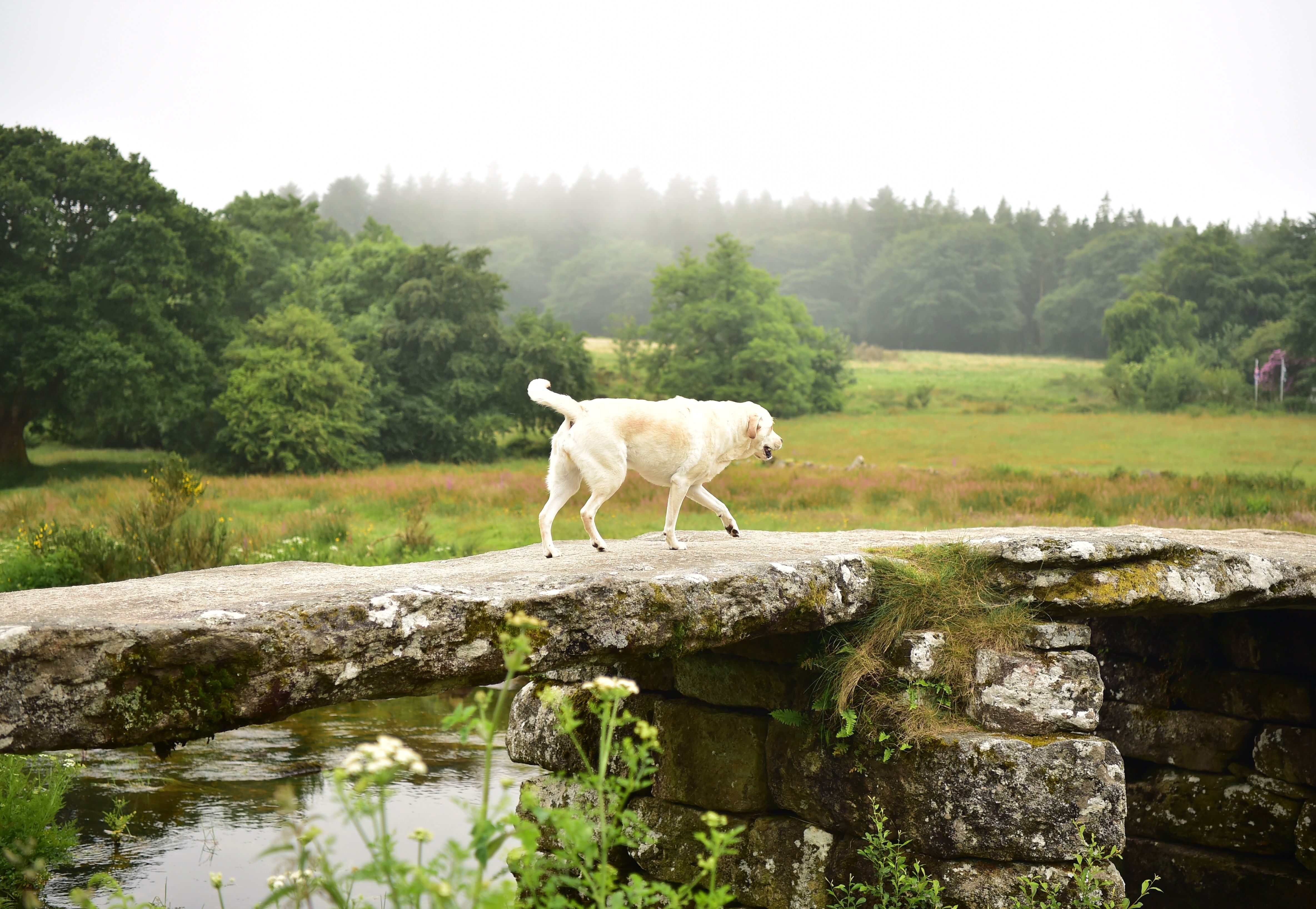 dartmoor dogs