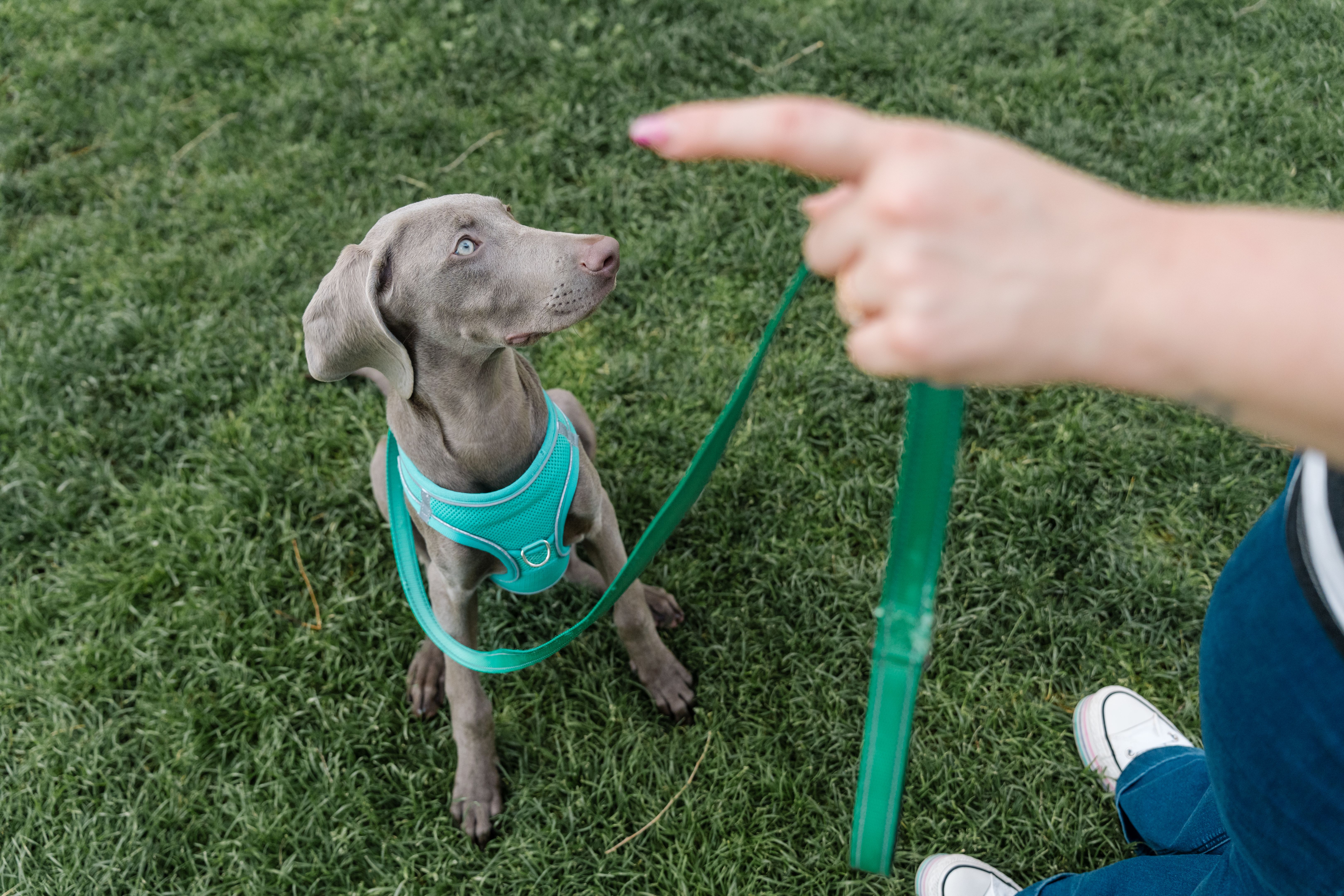 Woman training weimaraner puppy with leash and harness in grassy park