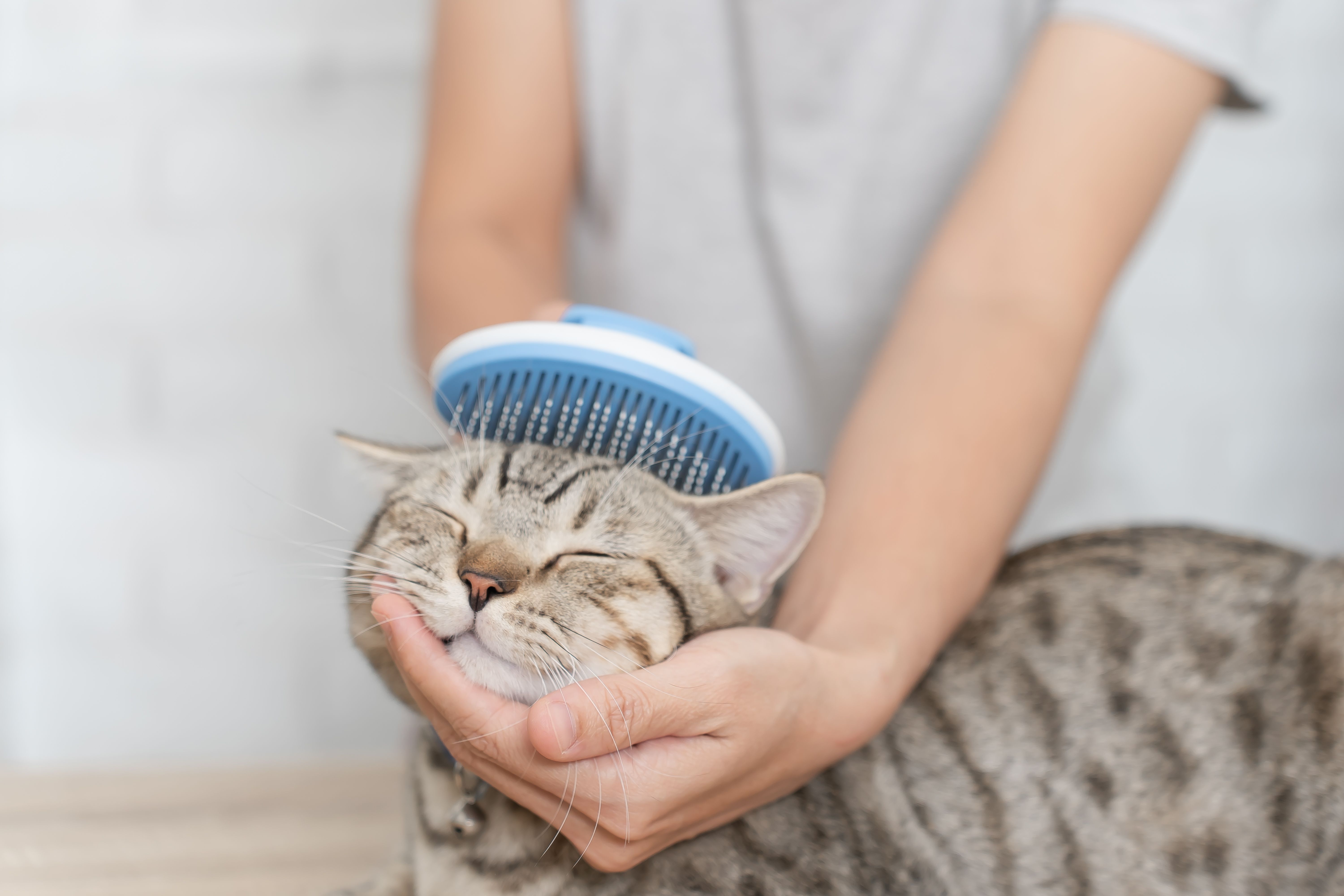 pet brushing
