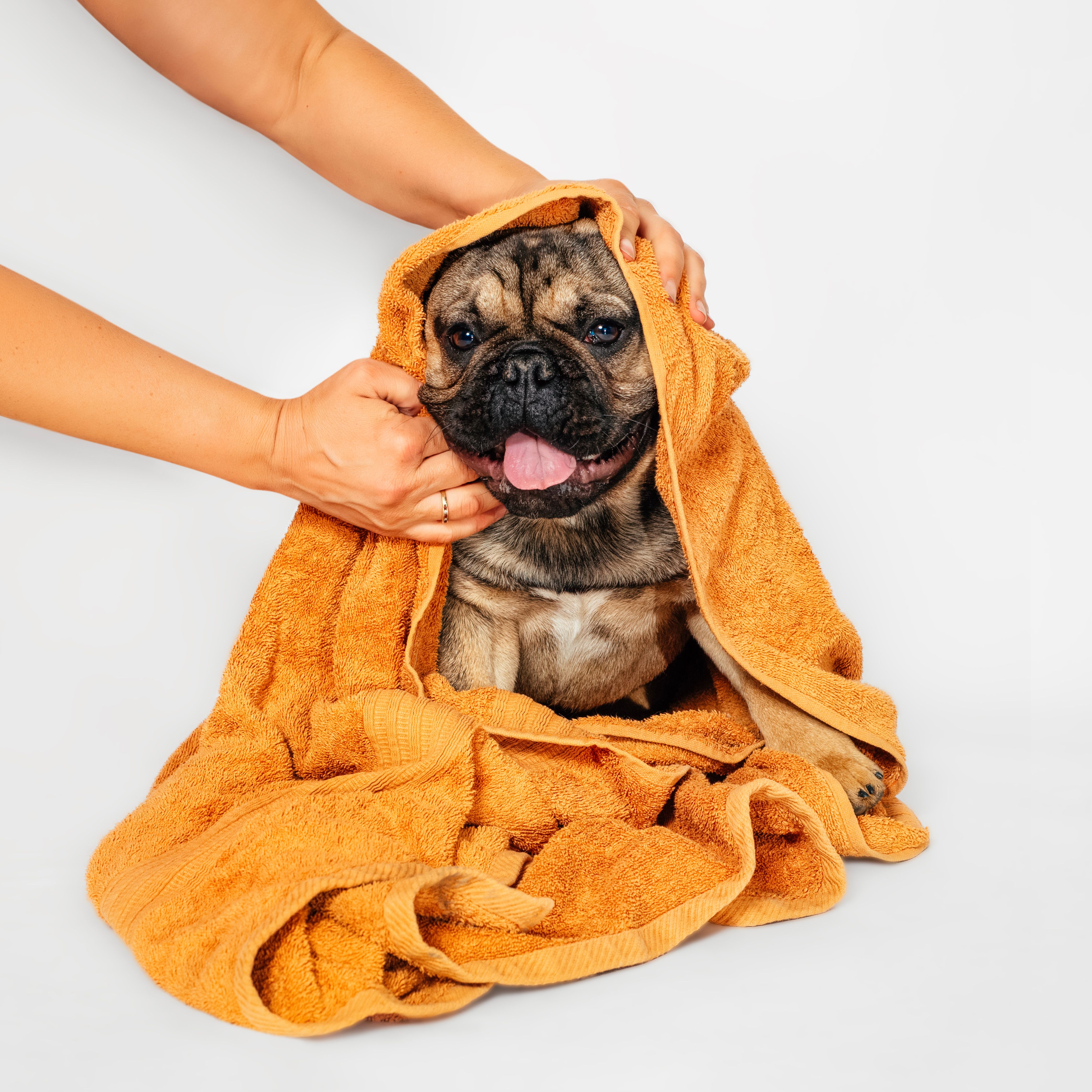 pet clothes washing