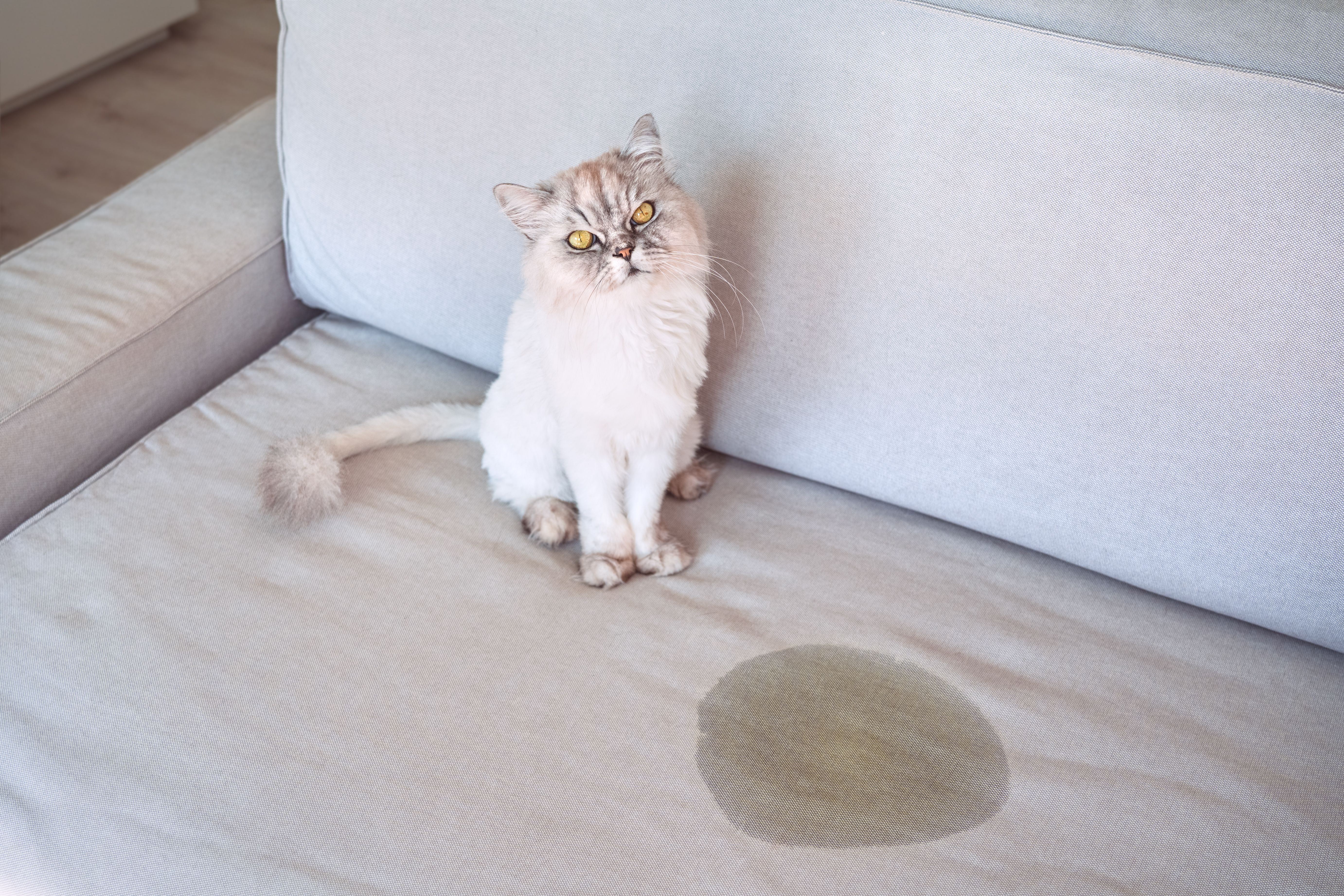 pet stain