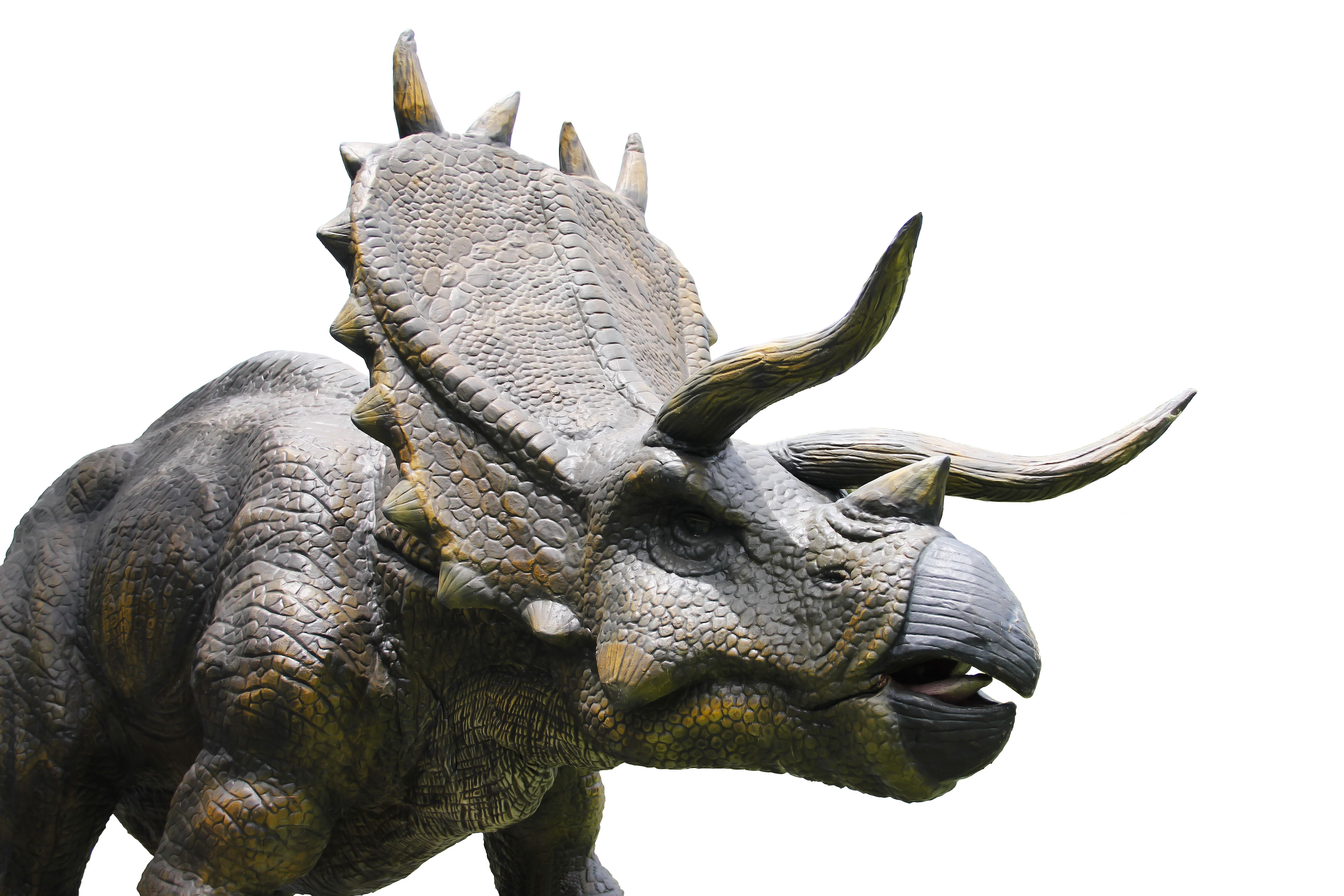 Dinosaur Triceratops horridus, lived more than 60 million years ago. isolated on white background