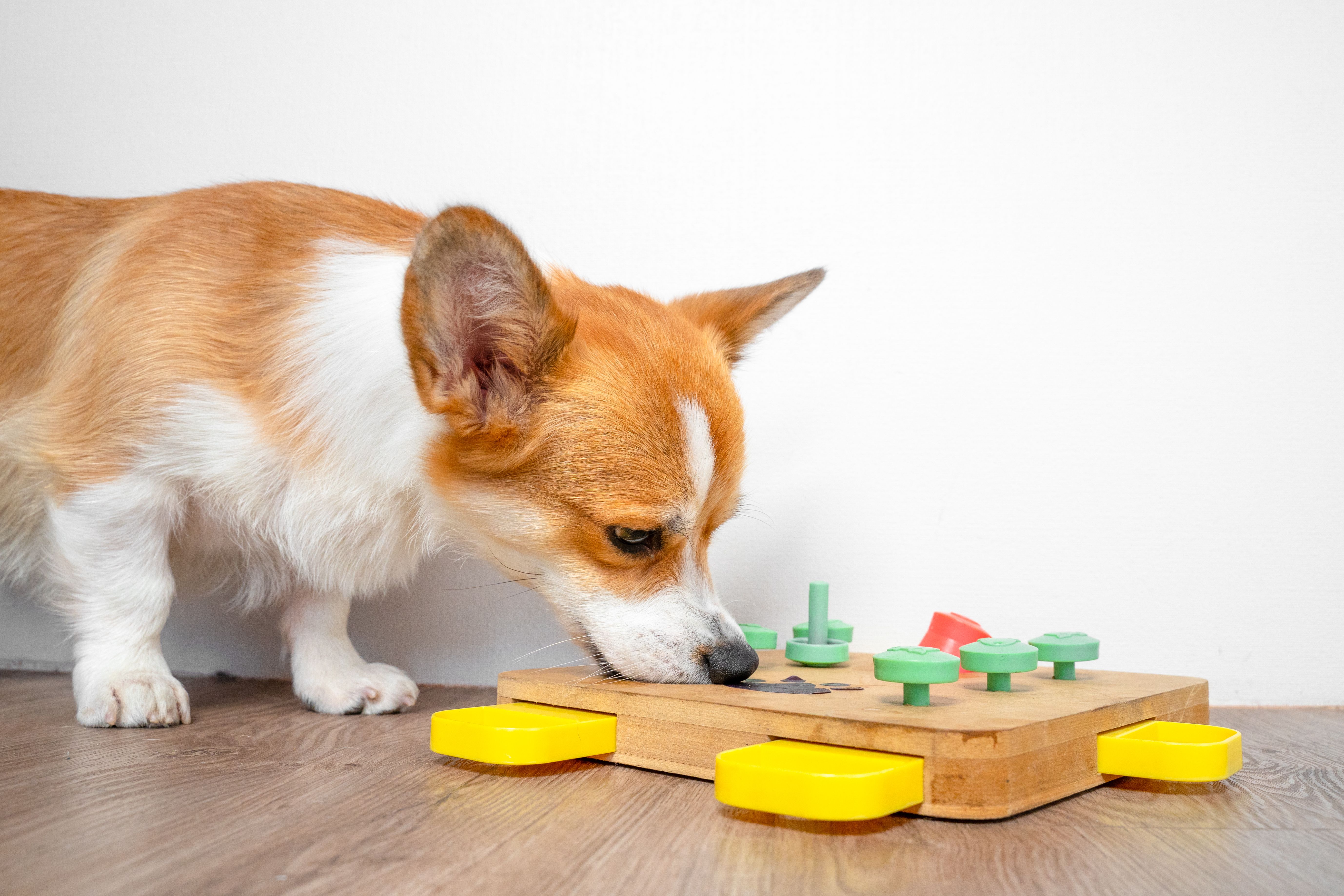 dog puzzle toy