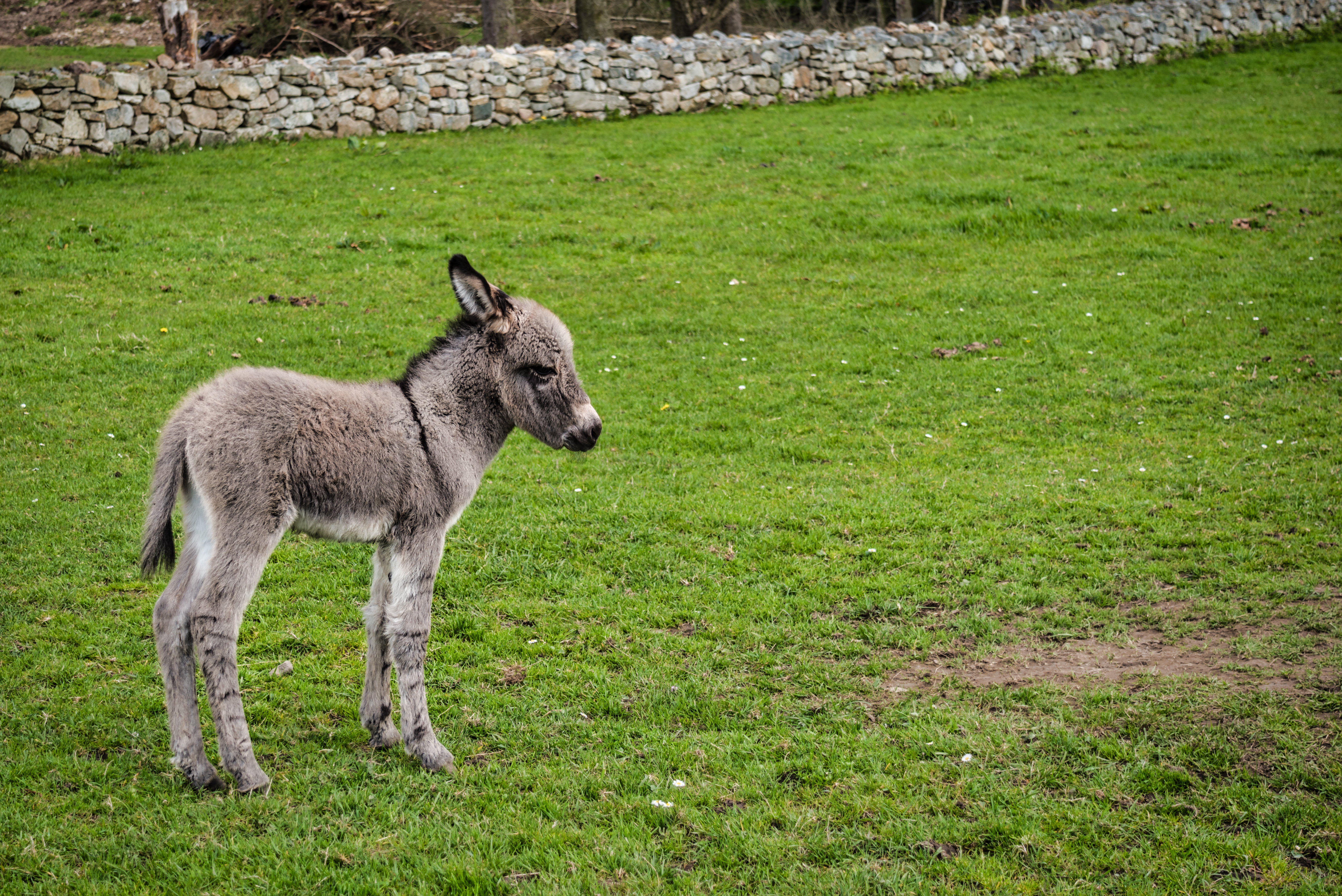 Baby Donkey in a Field Baby Donkey in a Field