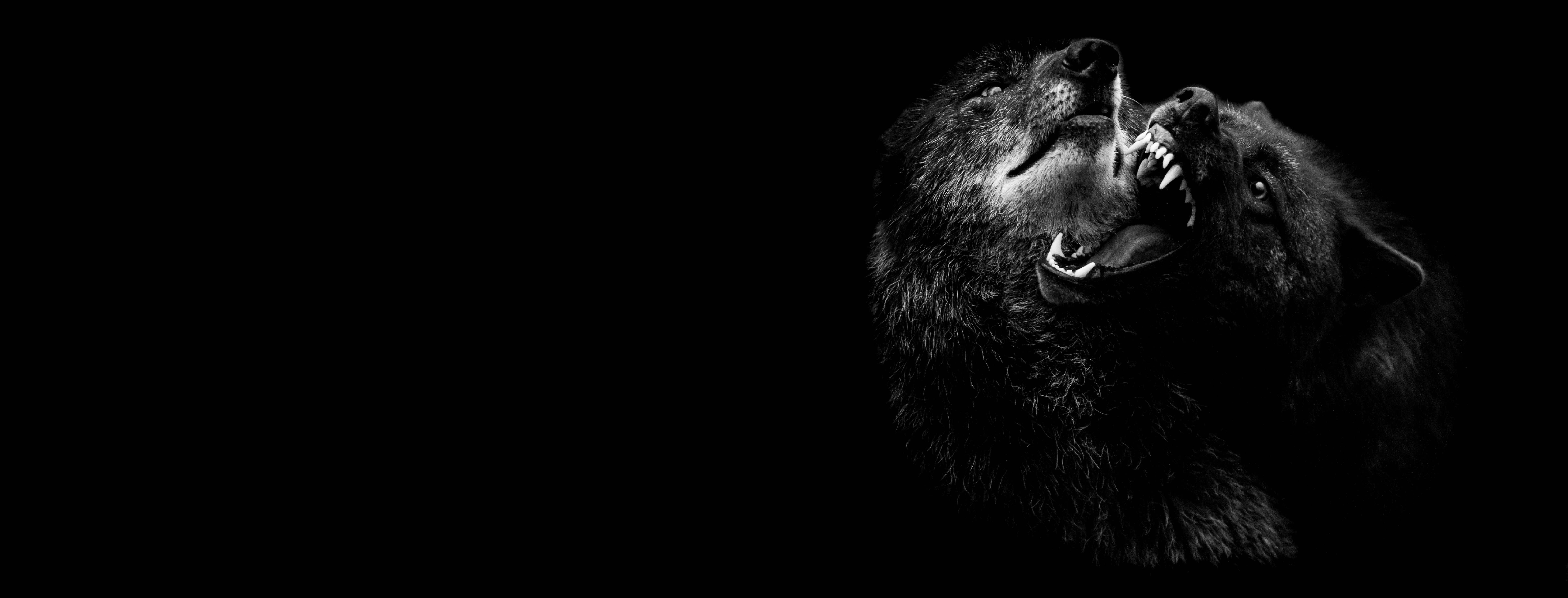 wolf tattoo tatuaje estrellas mejor estudio tatuajes sevilla numero uno best tattoo shop sevilla fineline dotwork traditional linea fina realismo tradicional