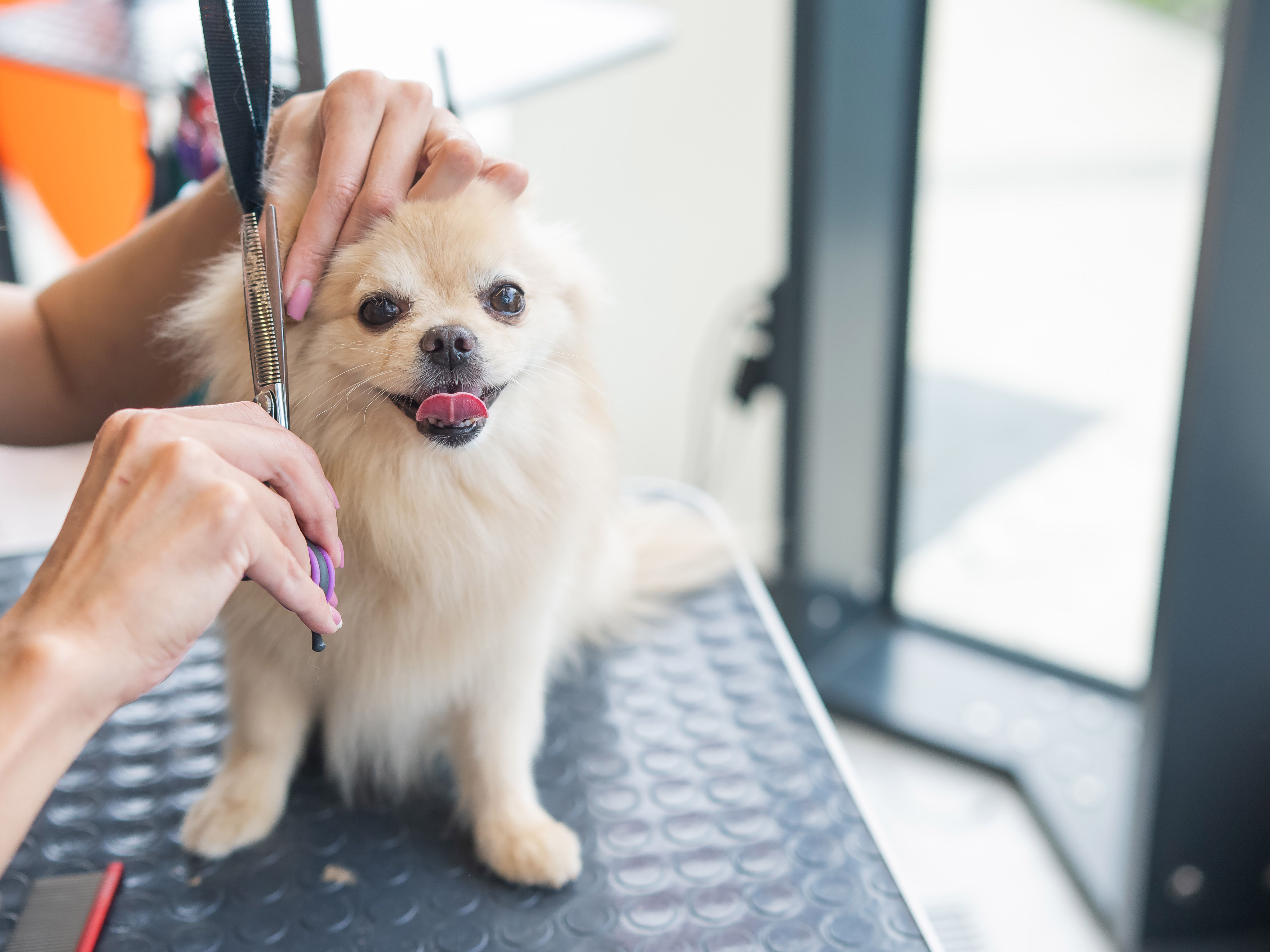 pet skin care
