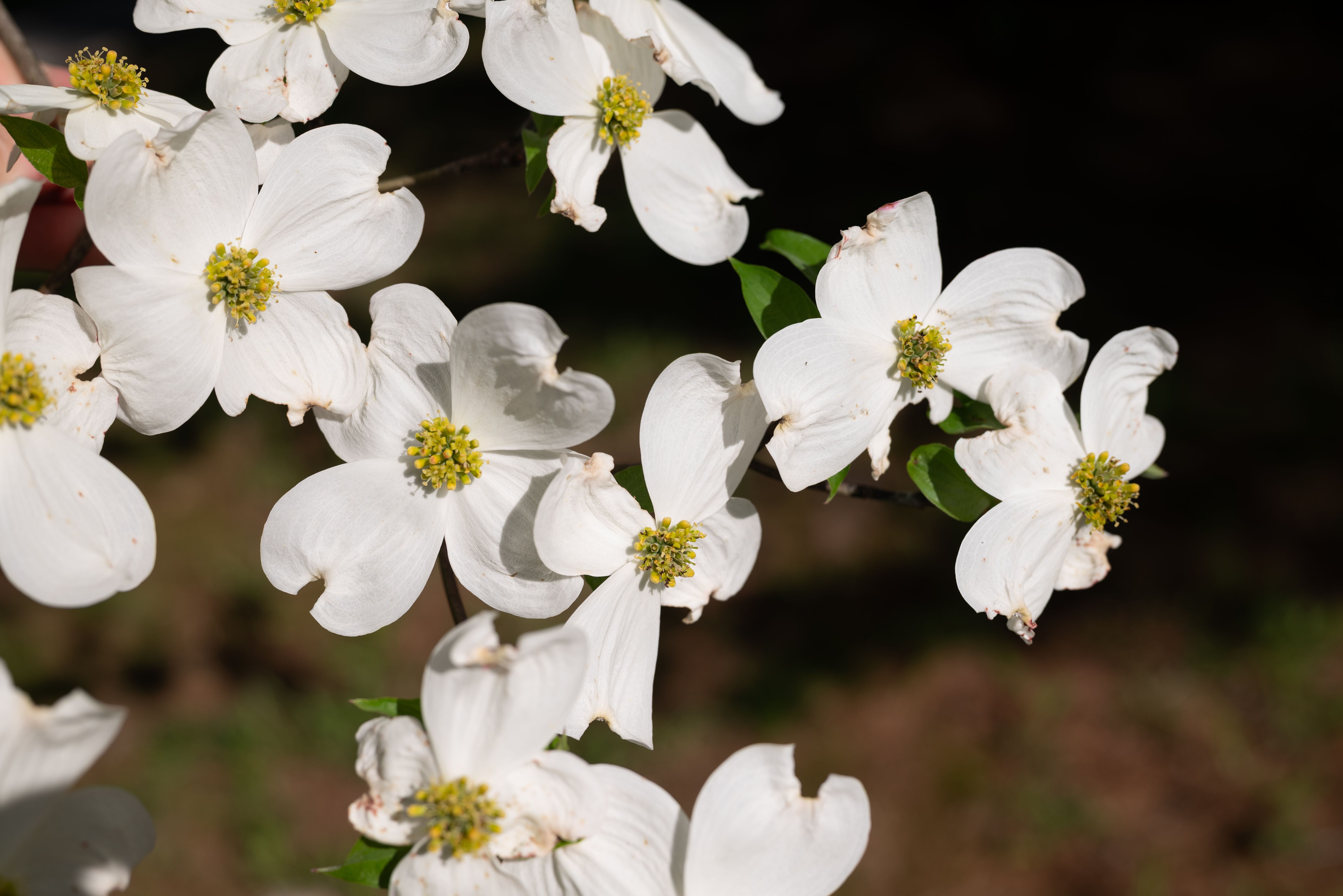 indiana native plants