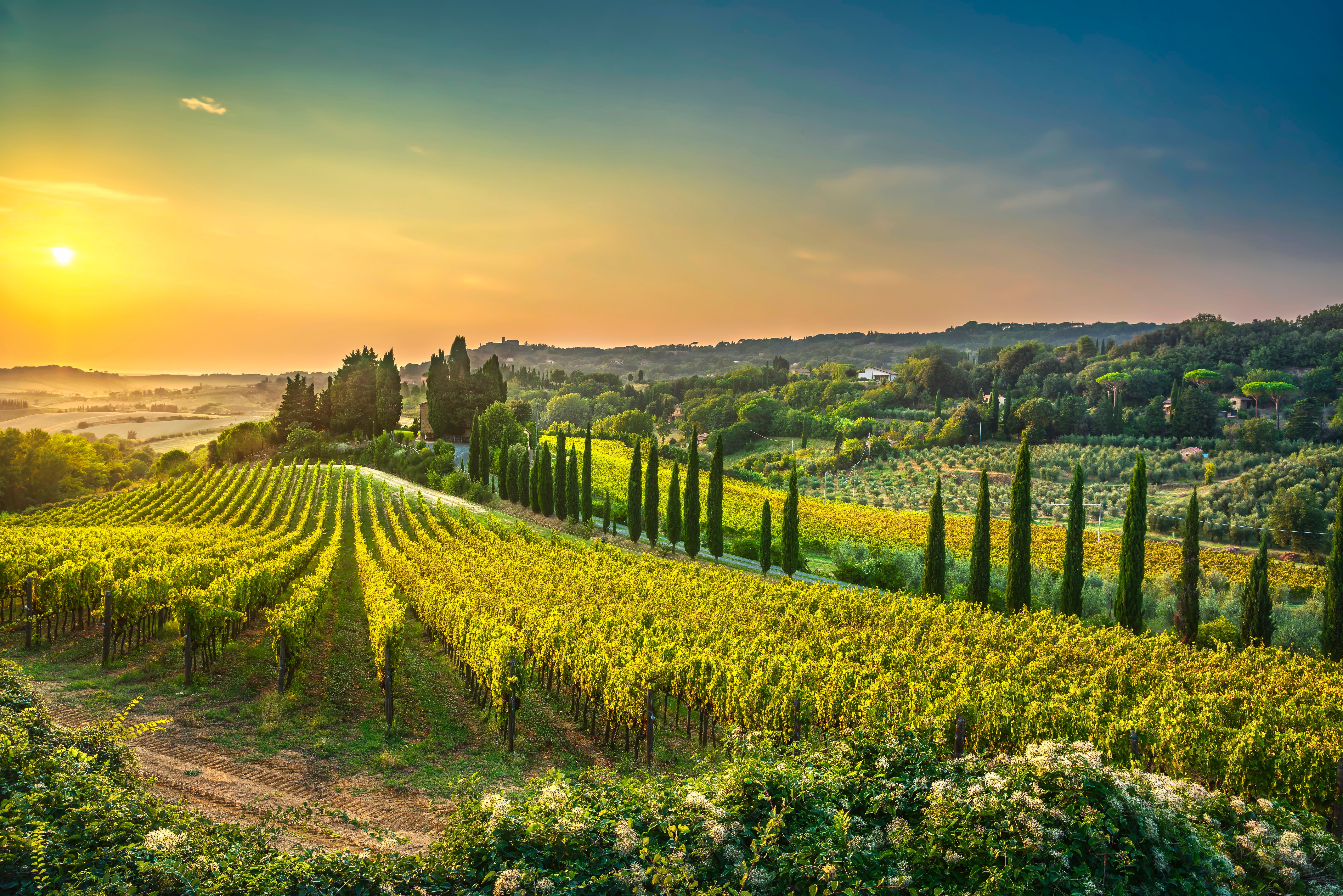 vineyard tuscany