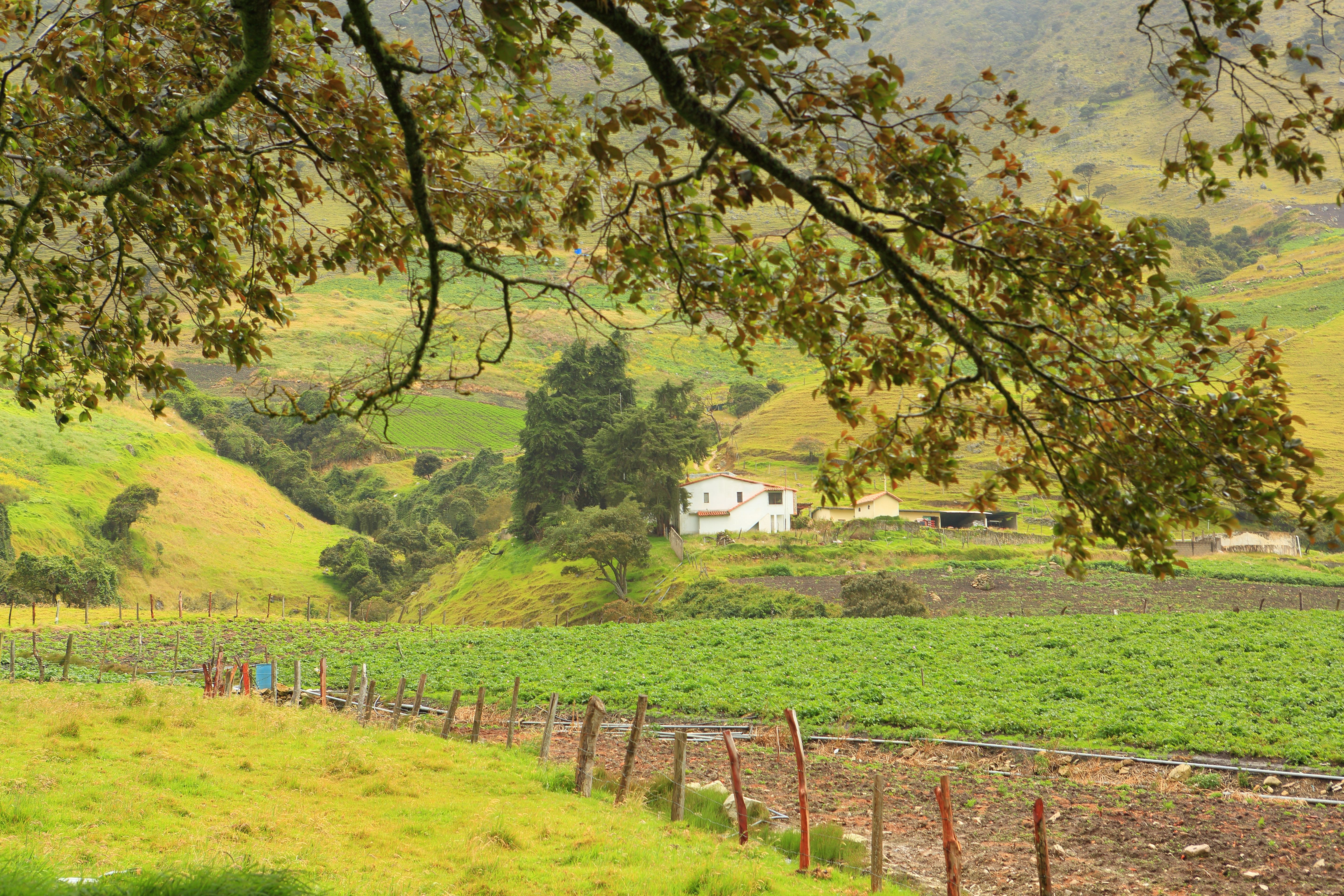 andean cuisine