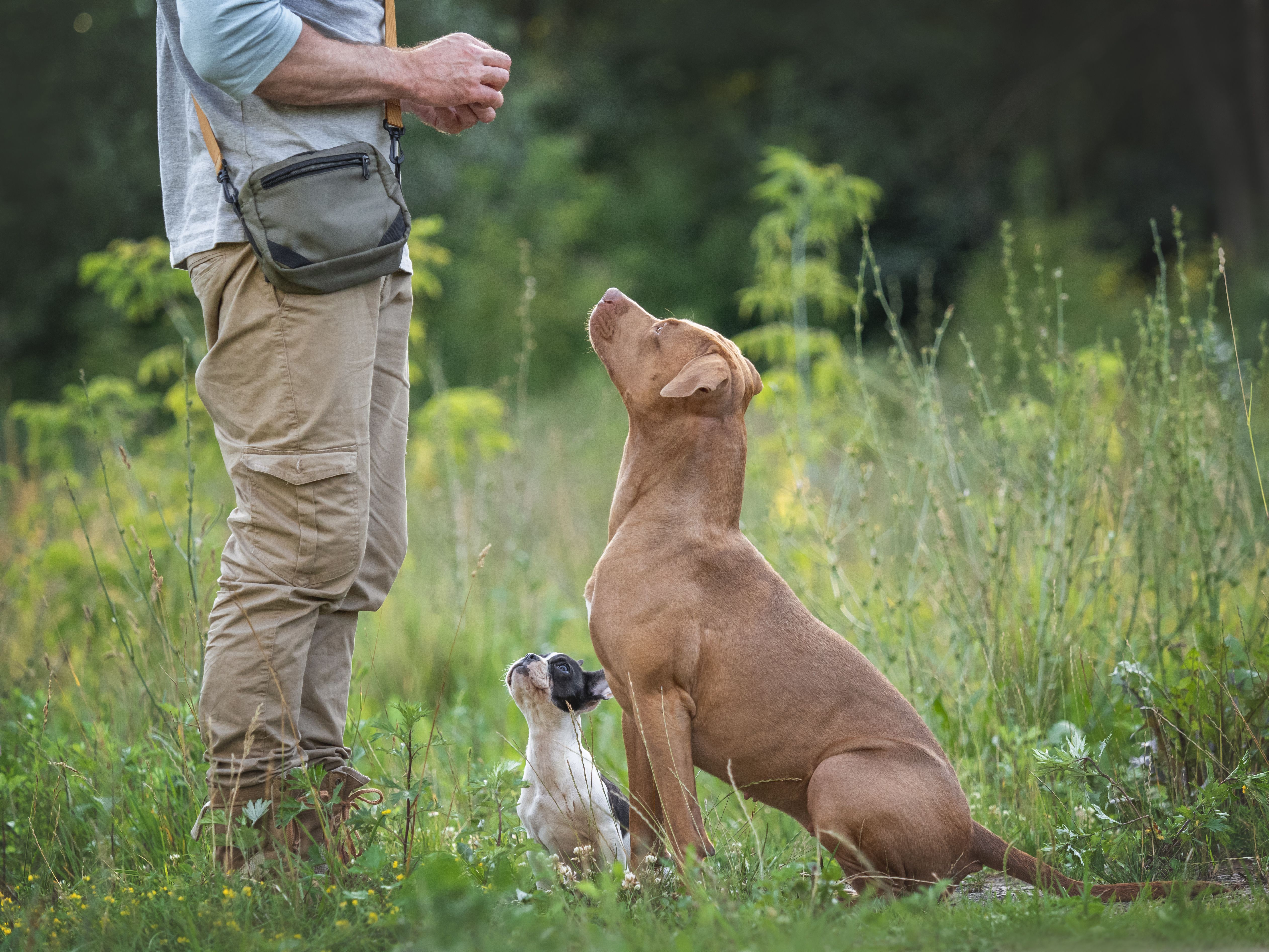 dog training patience