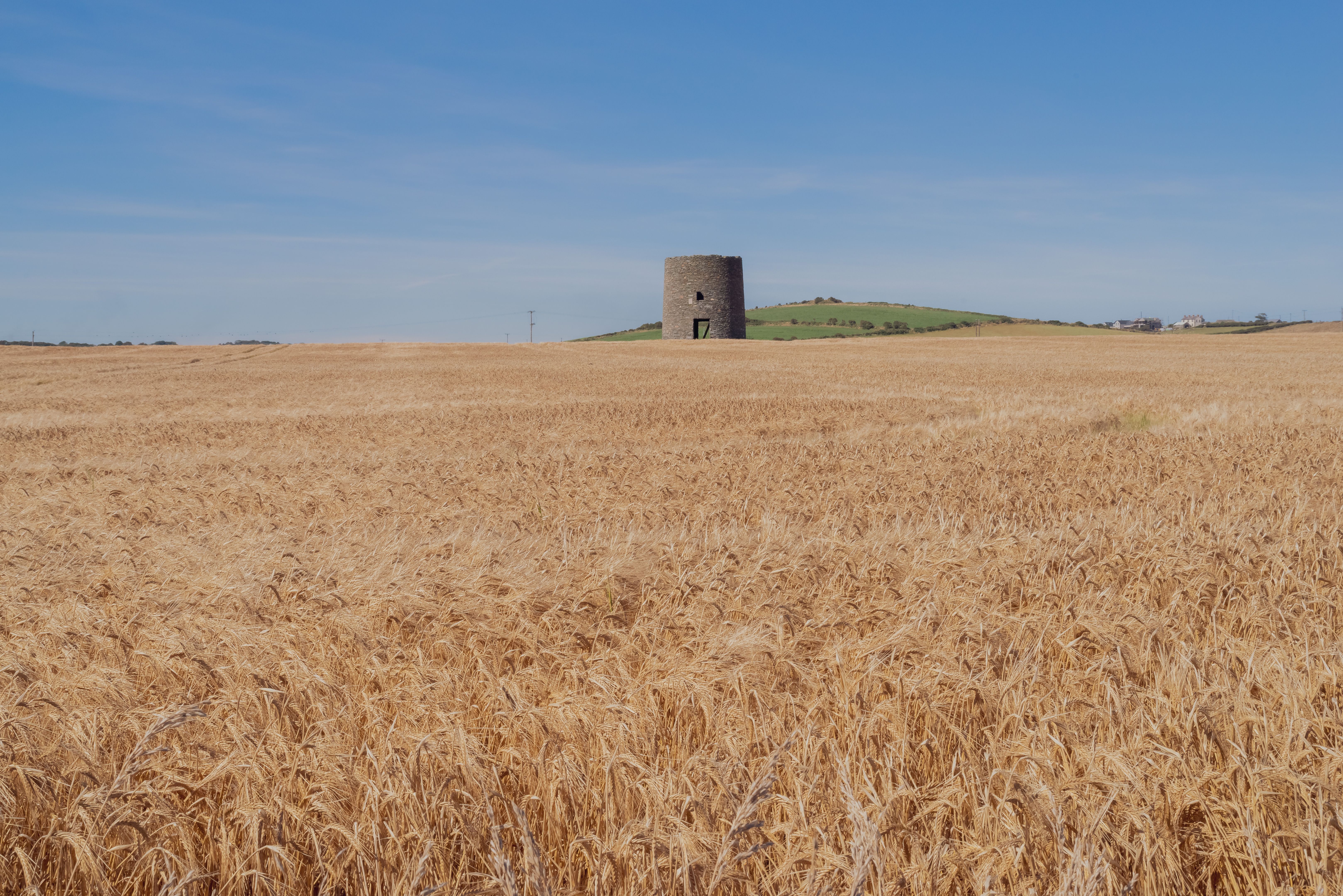 Ruin of a windmill in a field of wheat