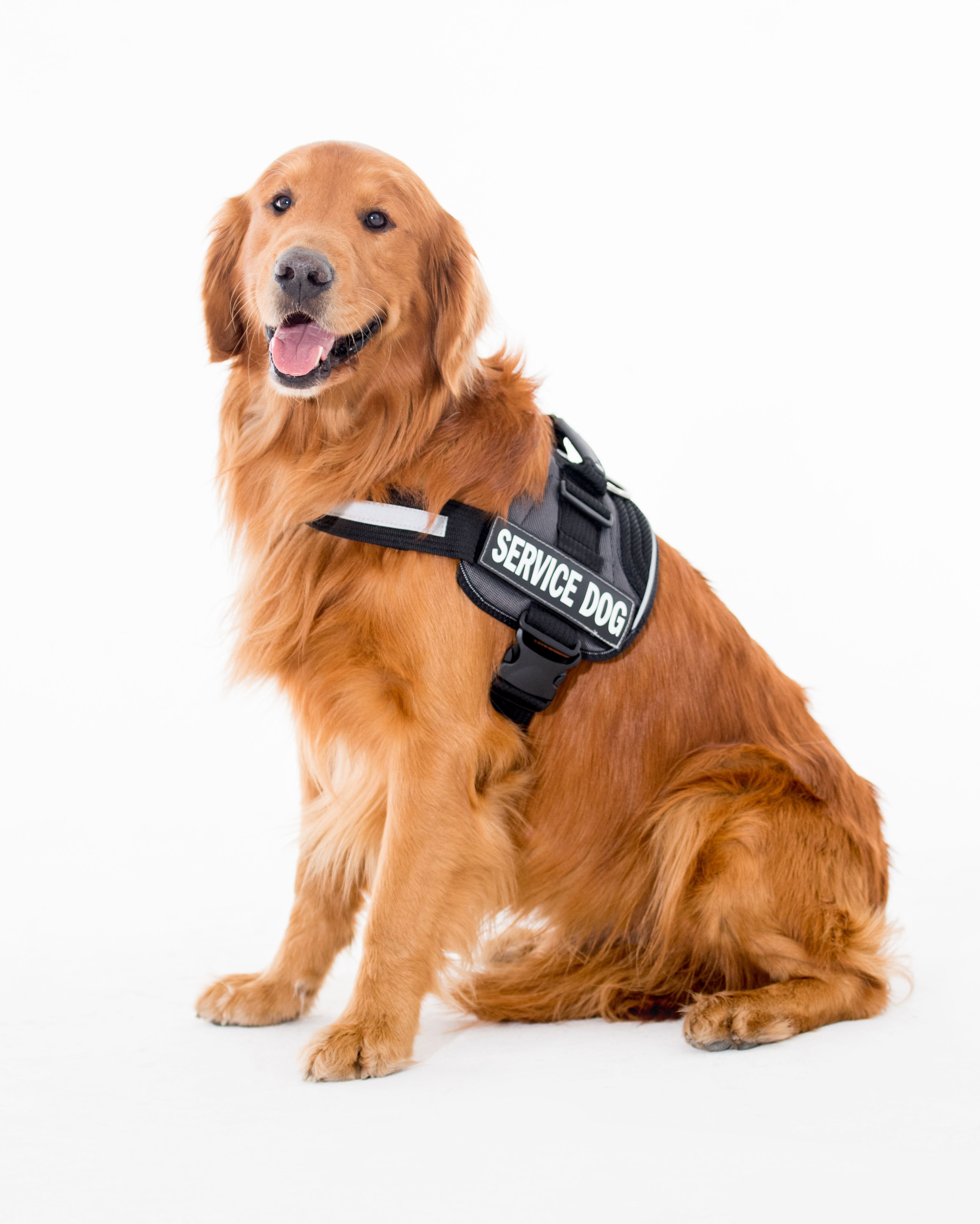 service dog aid