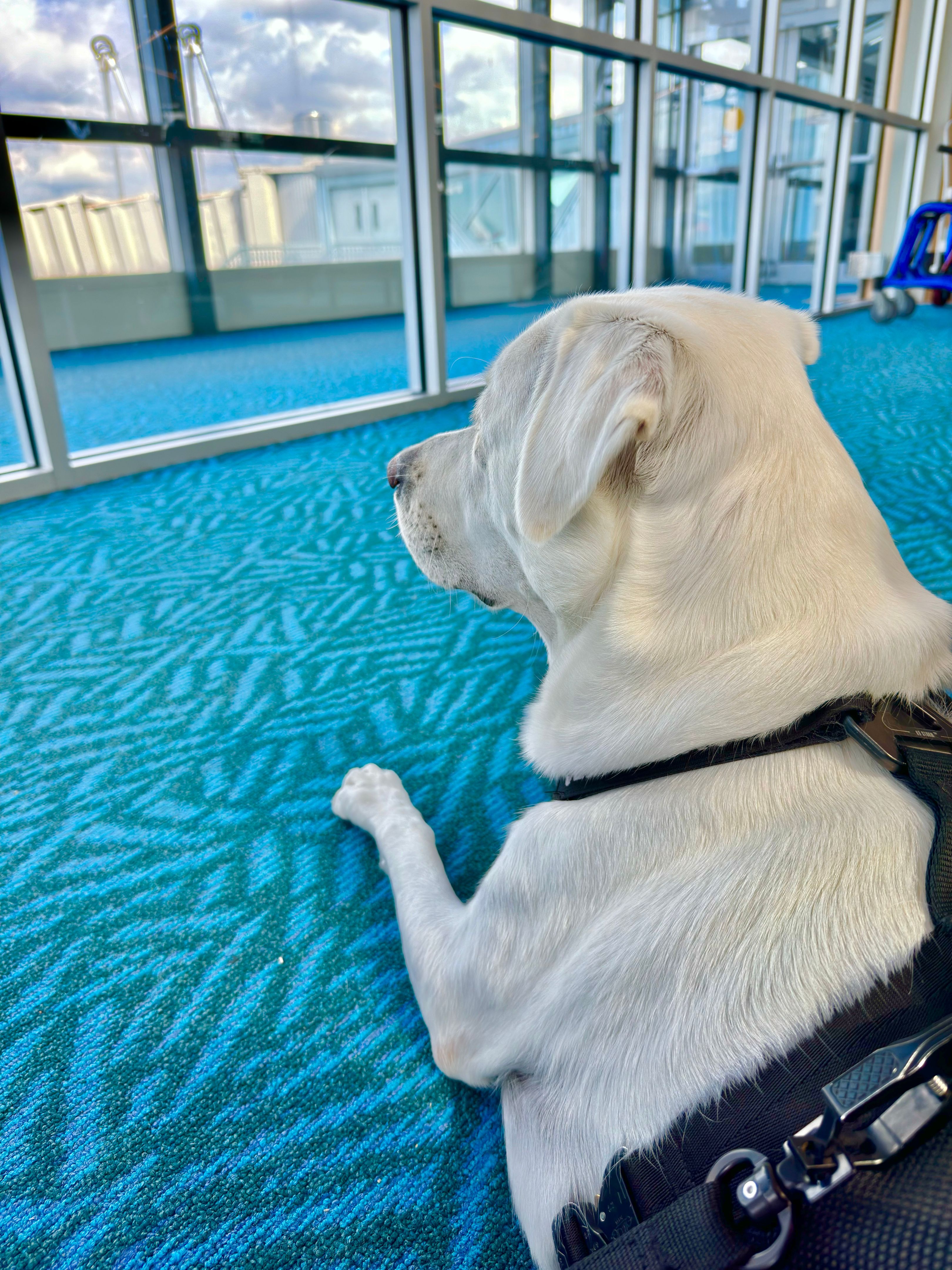 service dog public place