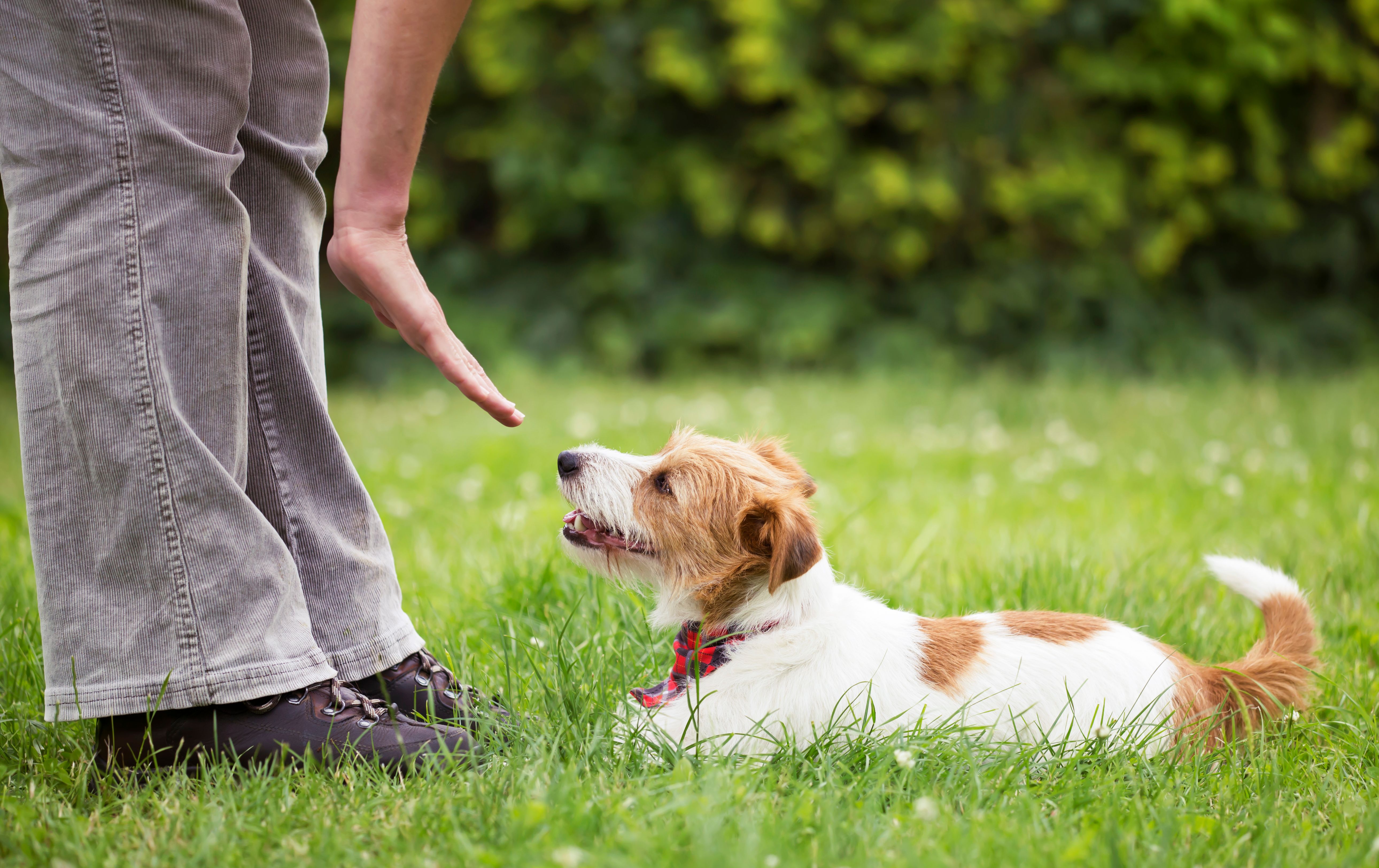 dog behavior training