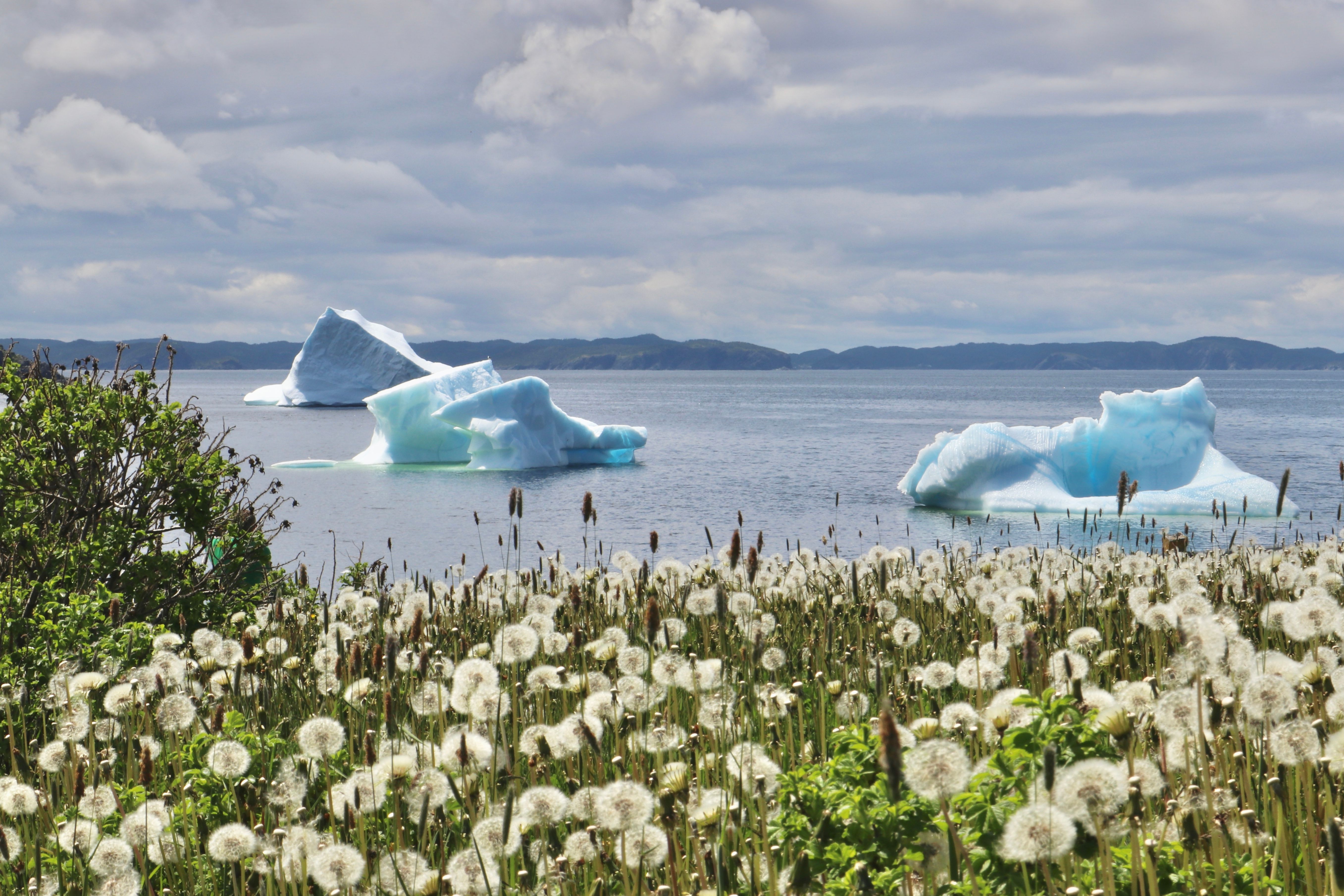 newfoundland climate