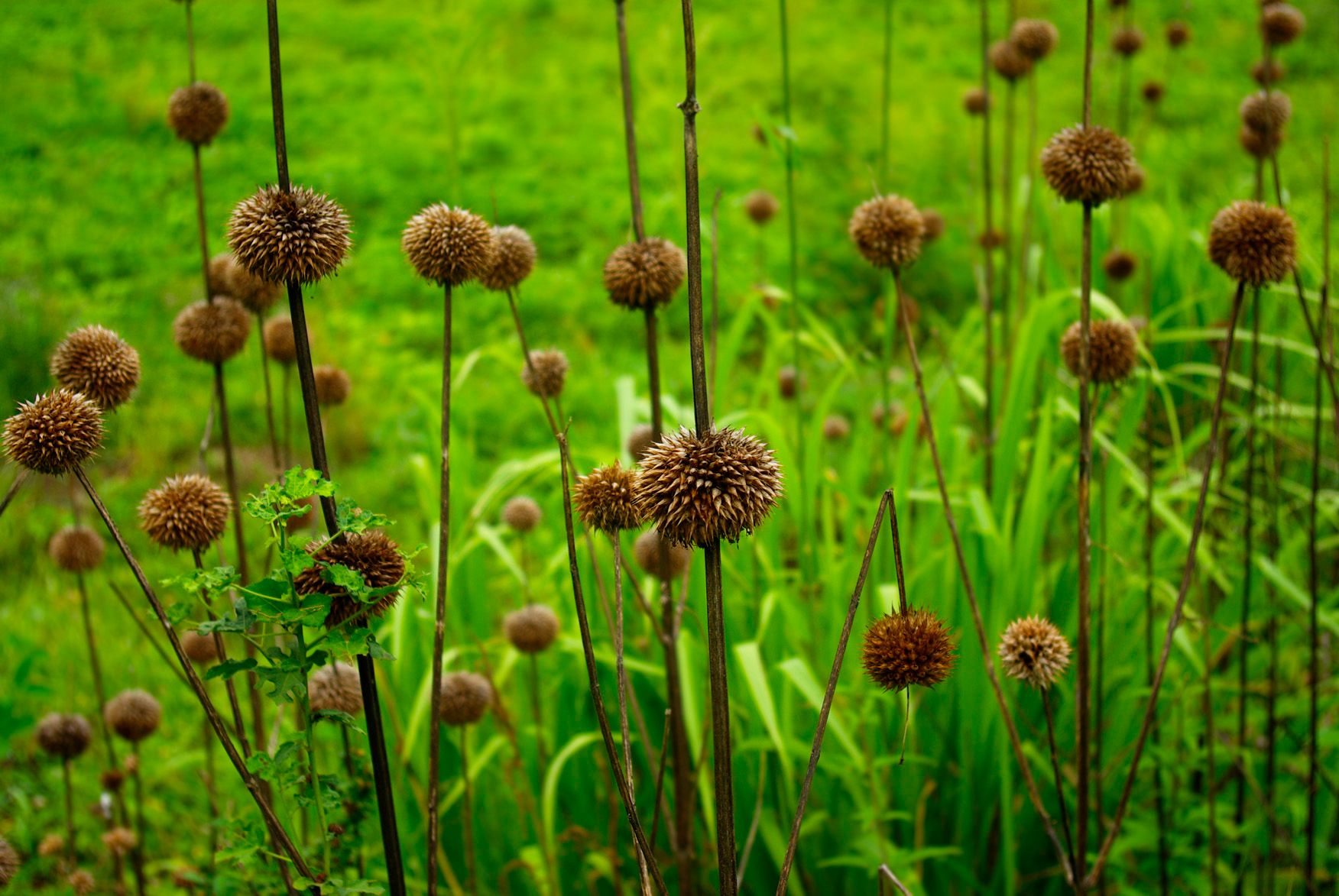 detroit native plants