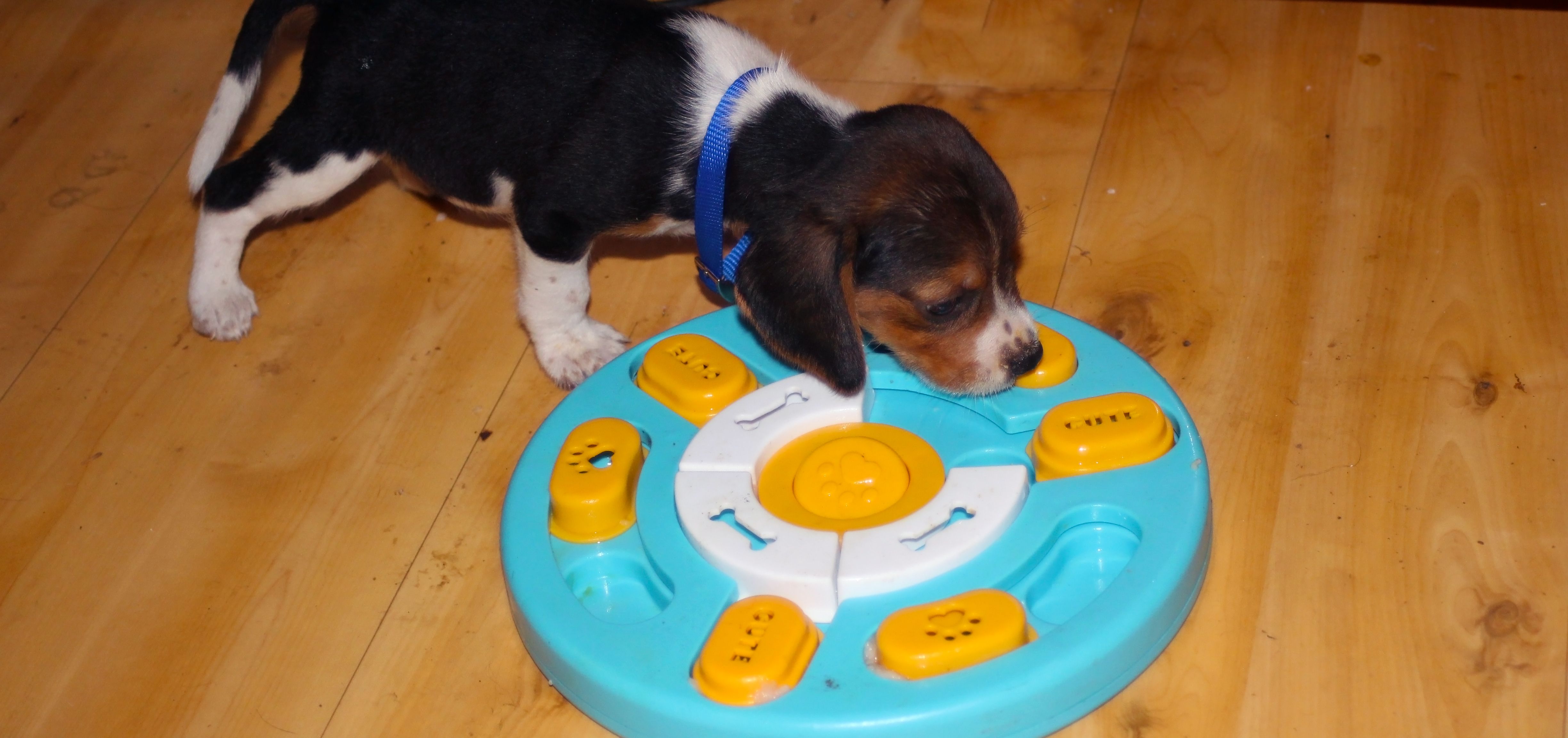6,5 weeks old beagle puppy eating from a slow feeder bowl