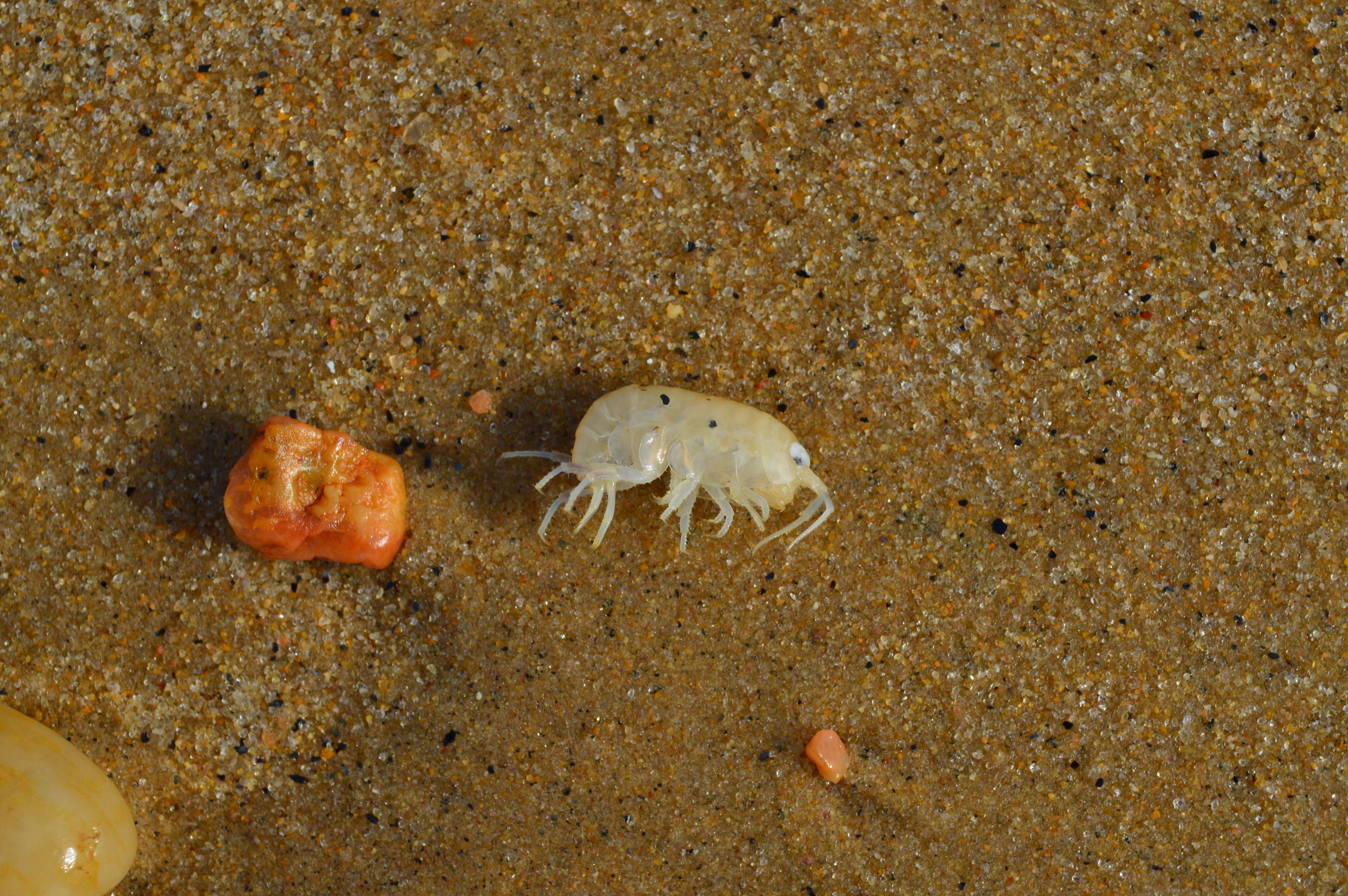 Sea Louse and pebble