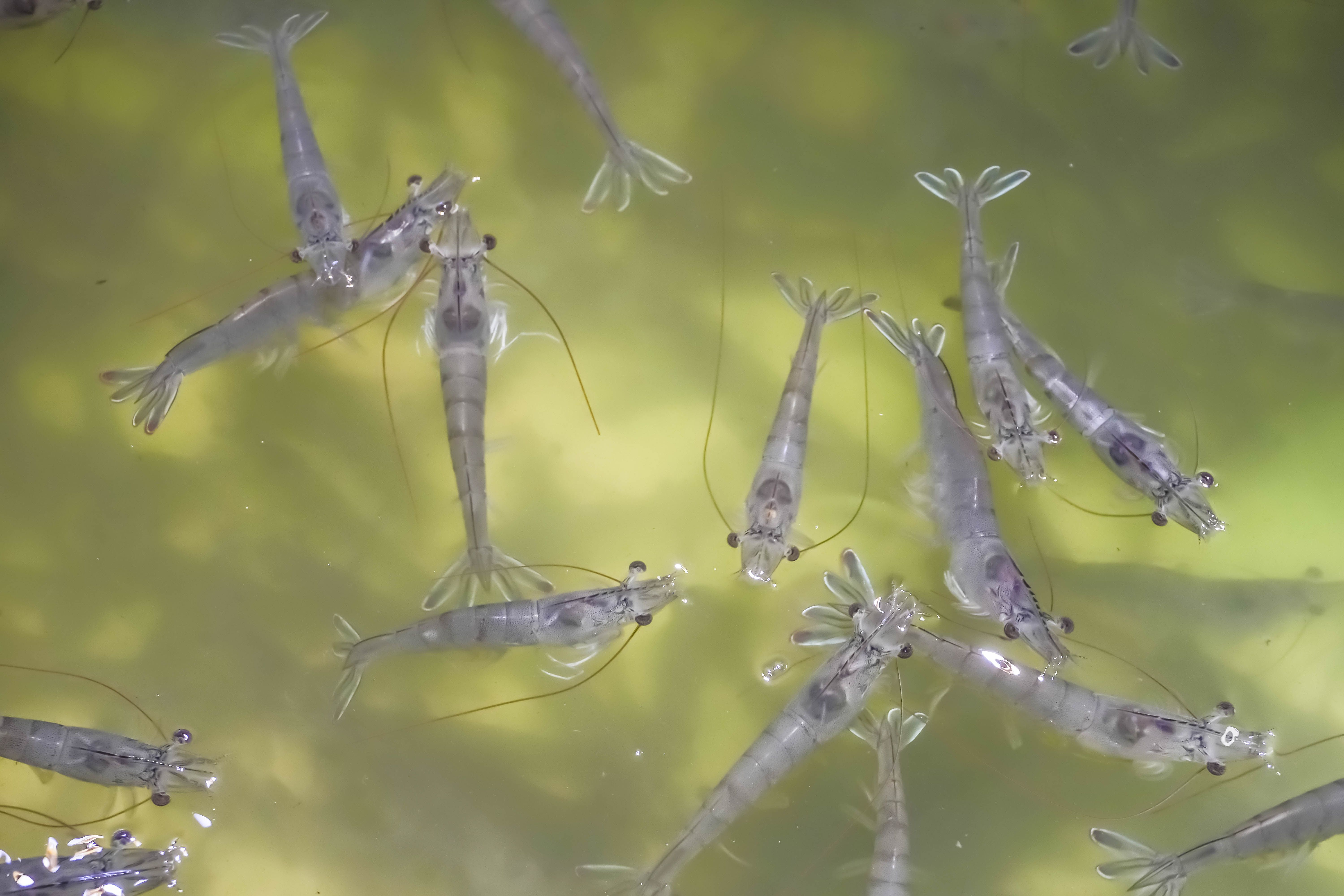 Many fresh raw live shrimps swimming in water