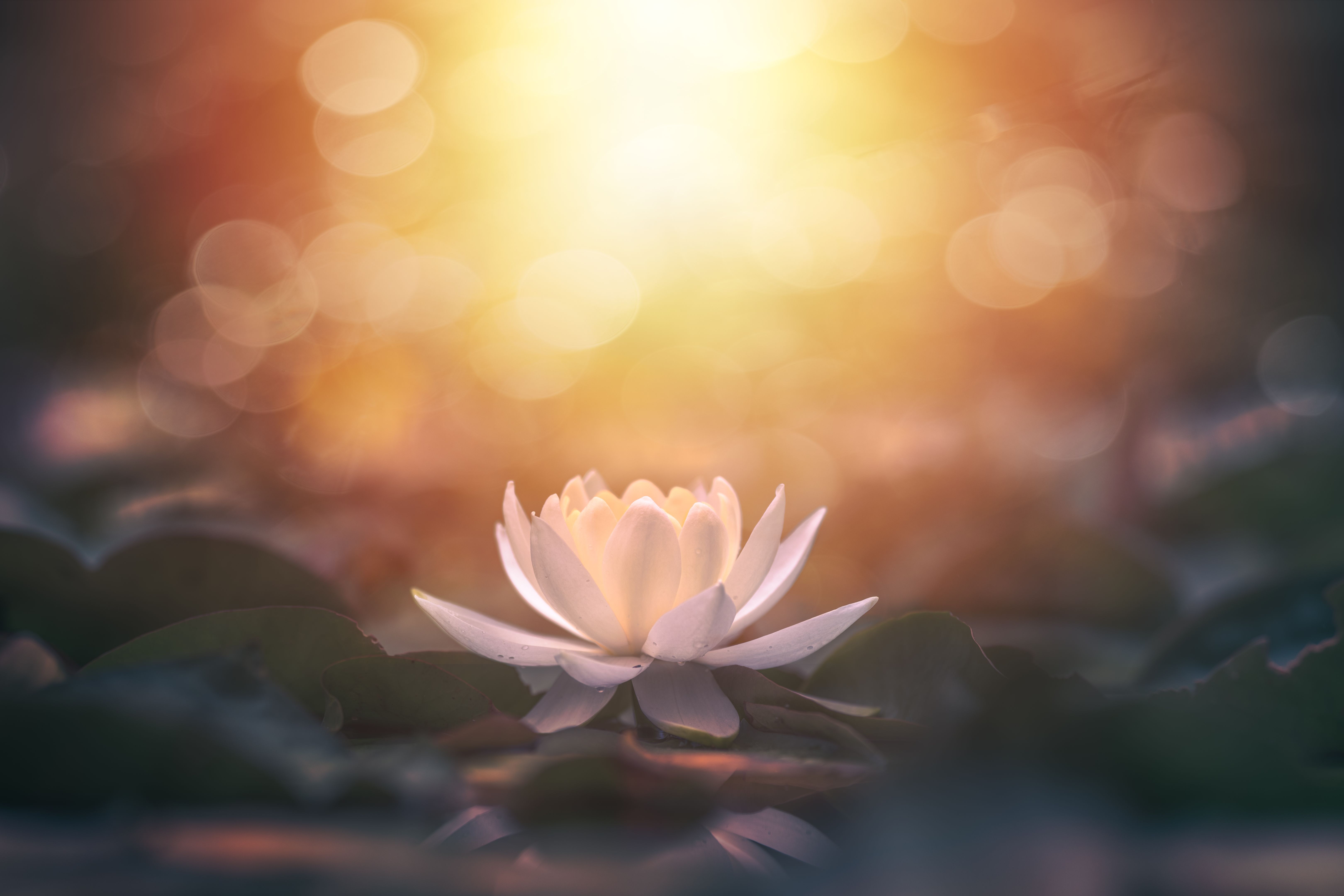 lotus flower in water with sunshine