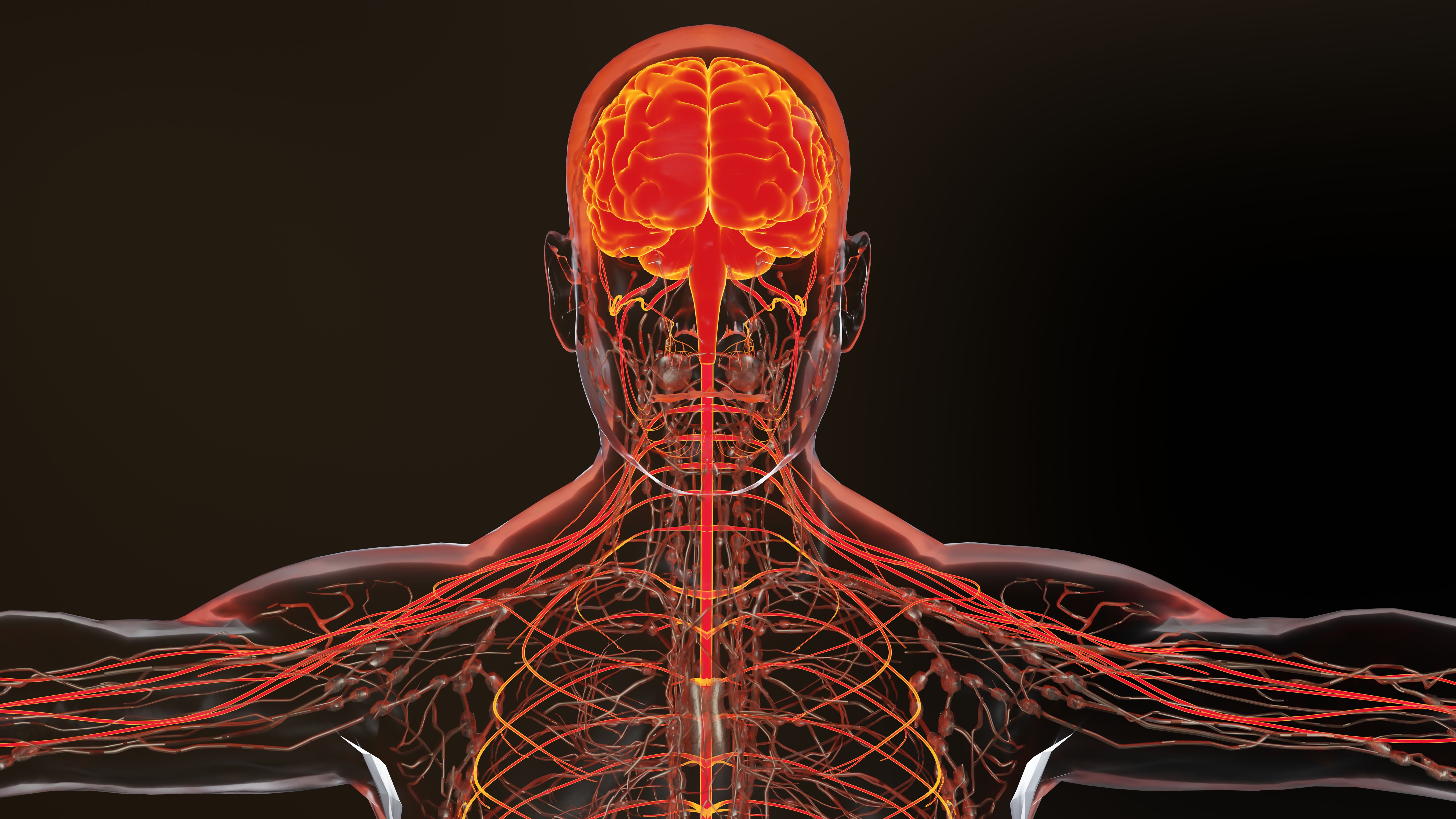 Human brain nervous system anatomy, medical diagram with parasympathetic and sympathetic nerves. medically accurate, Central organ, 3d render