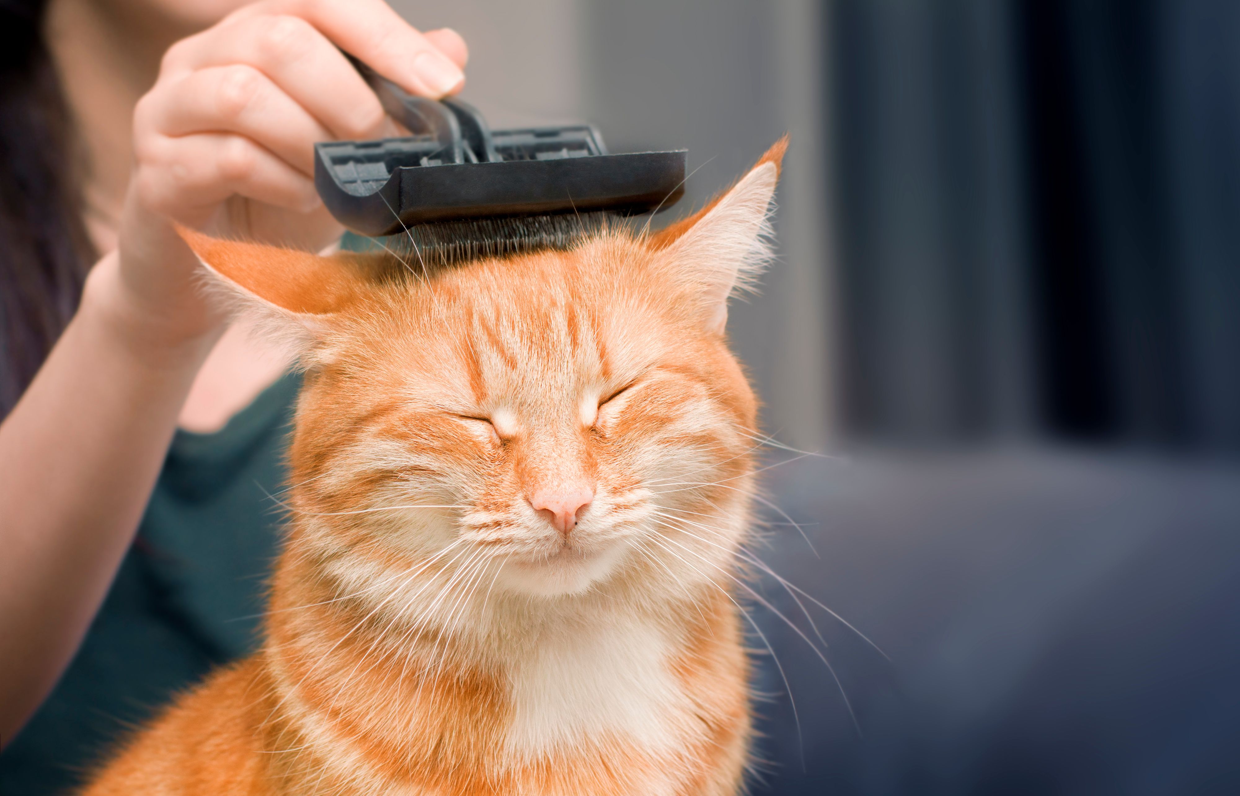 pet grooming