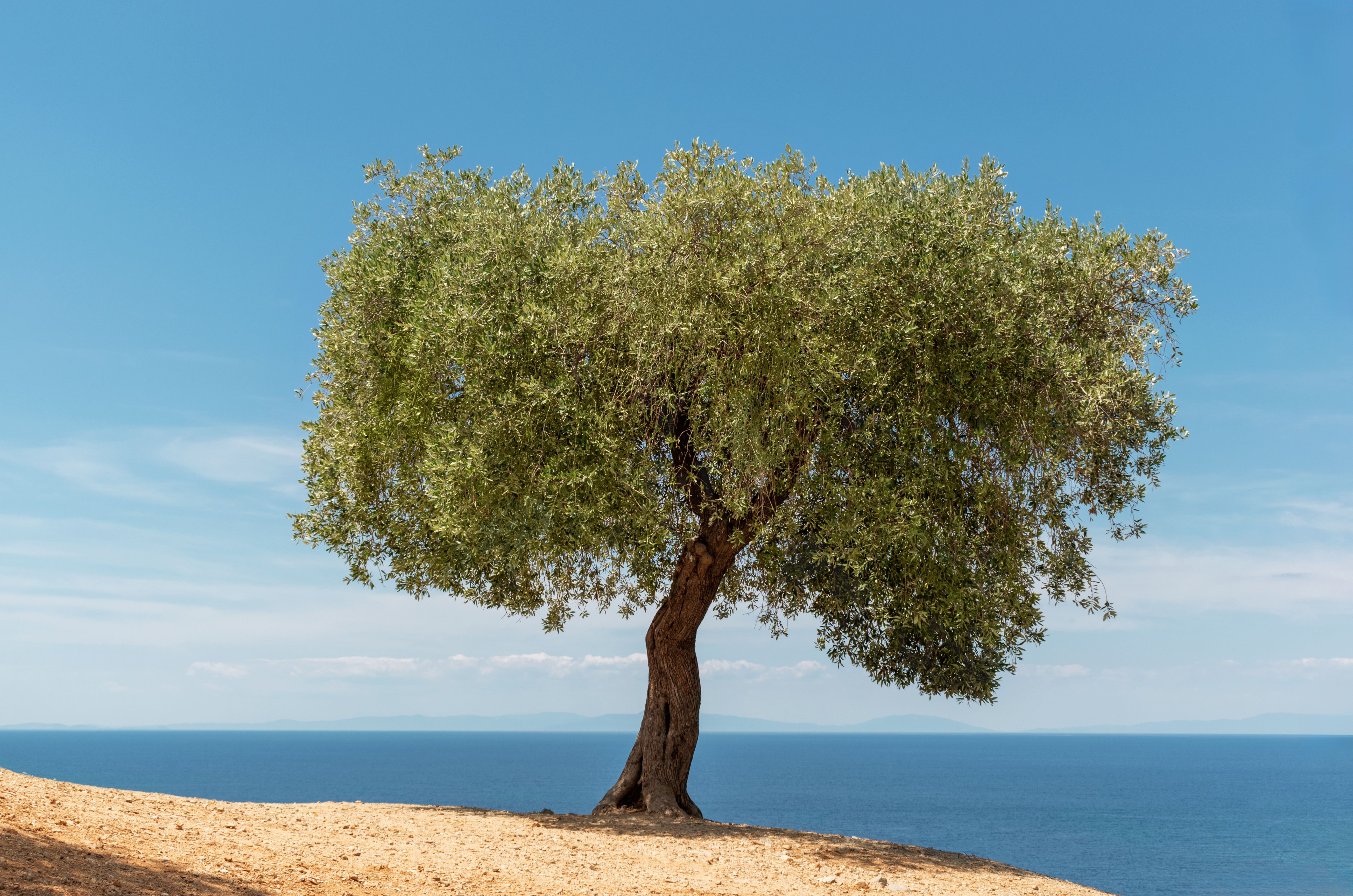Beautiful olive tree stands alone on dry sandy hill by blue Aegean Sea. Typical Greek seascape on island of Thassos. Tourist destination, summer vacation, travel, holidays, explore Greece