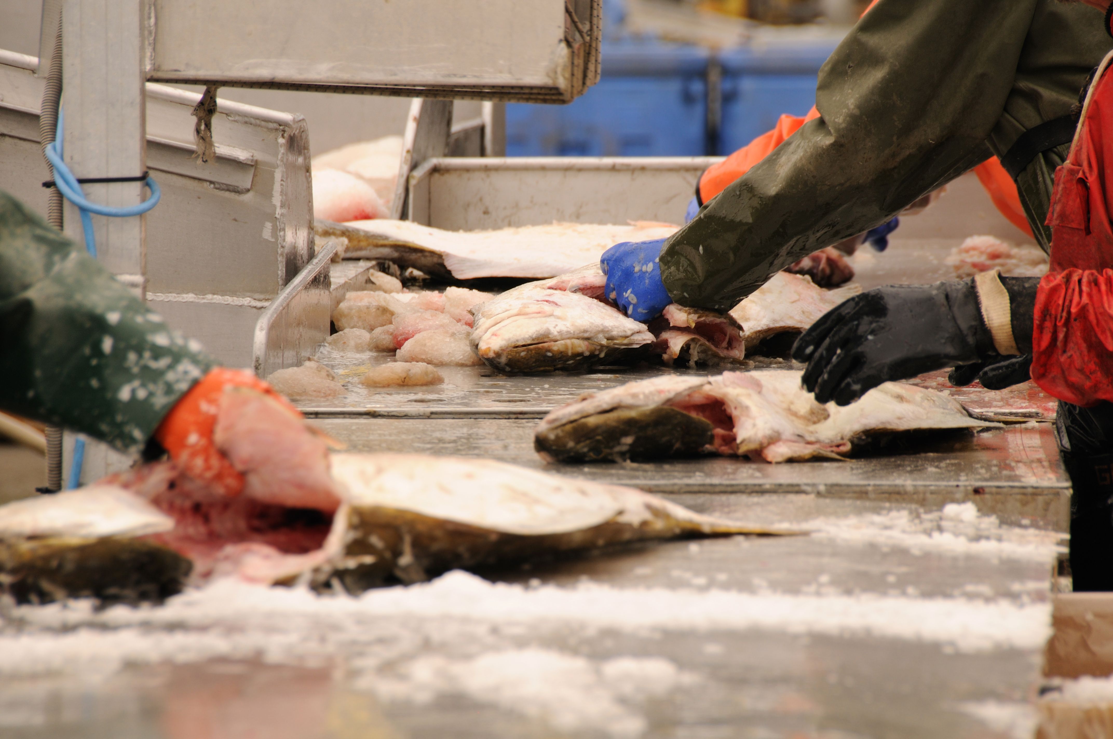 fish processing