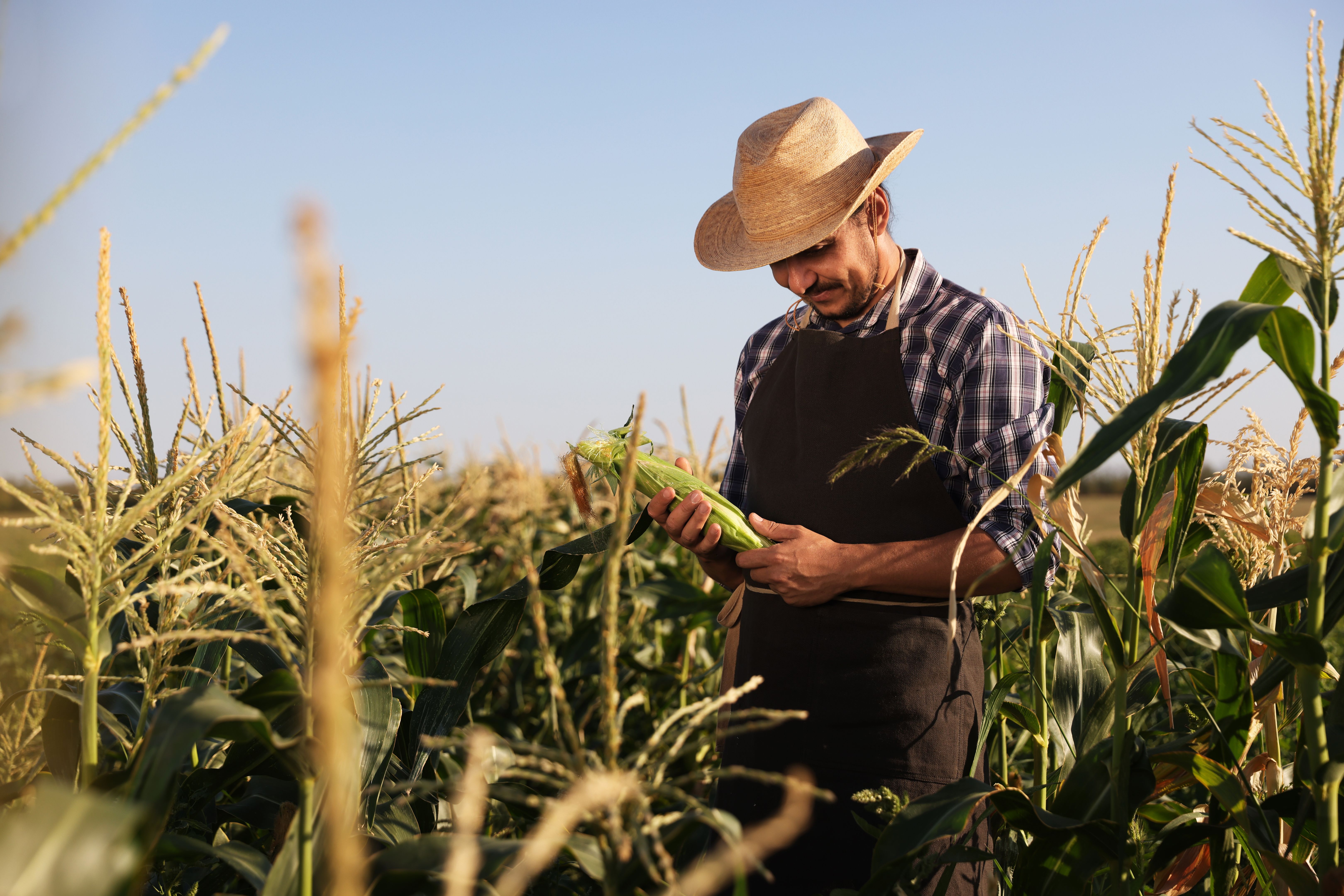 farmer harvesting