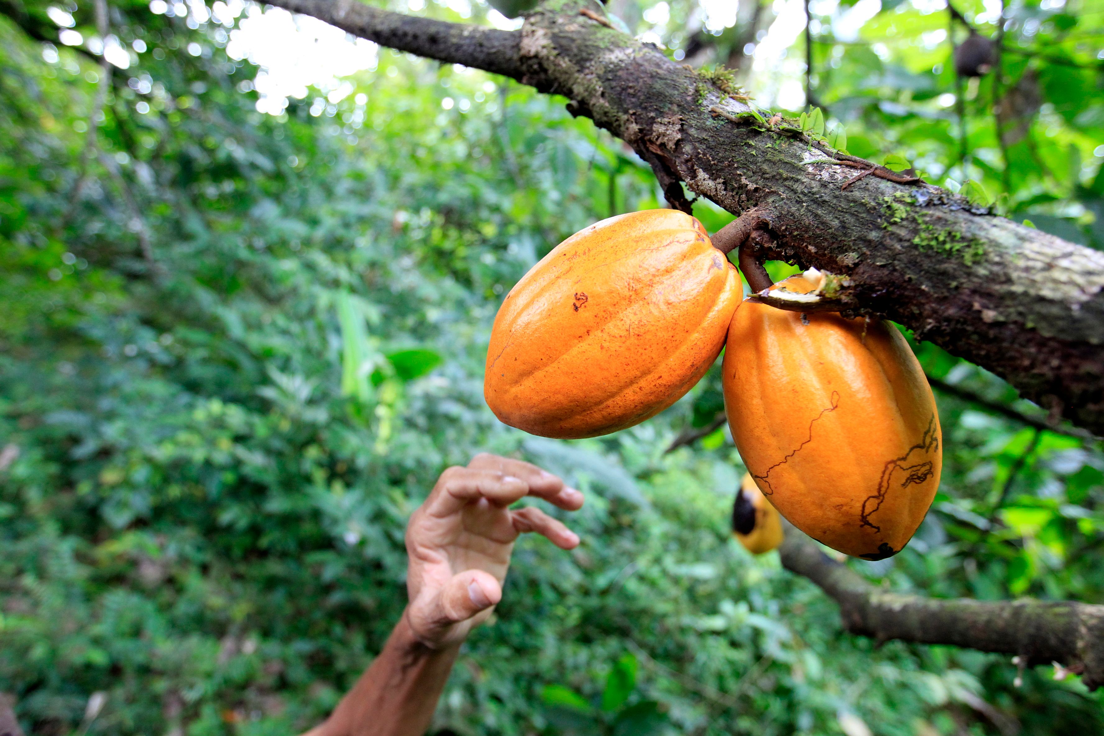 brazil cocoa farm