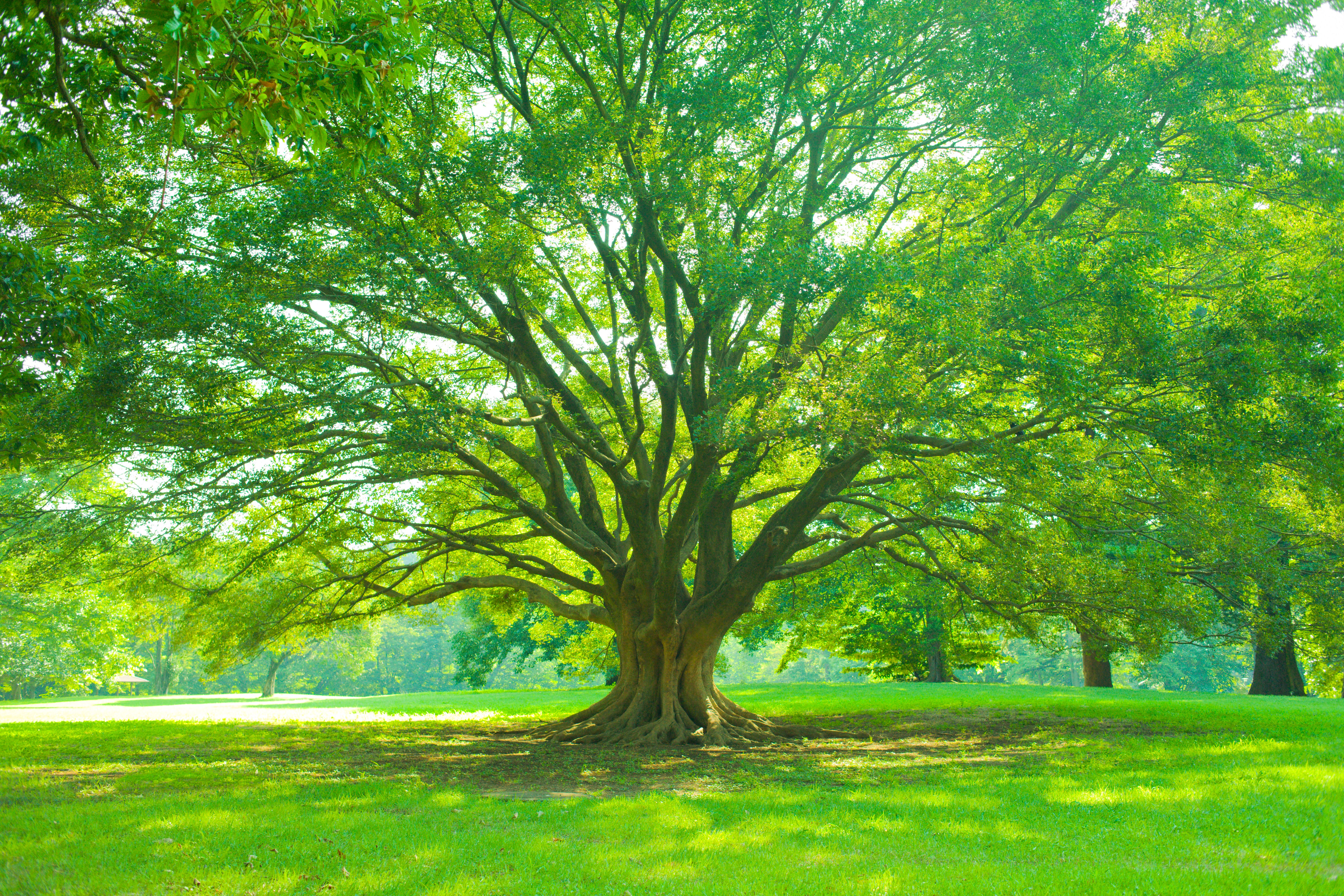 healthy trees