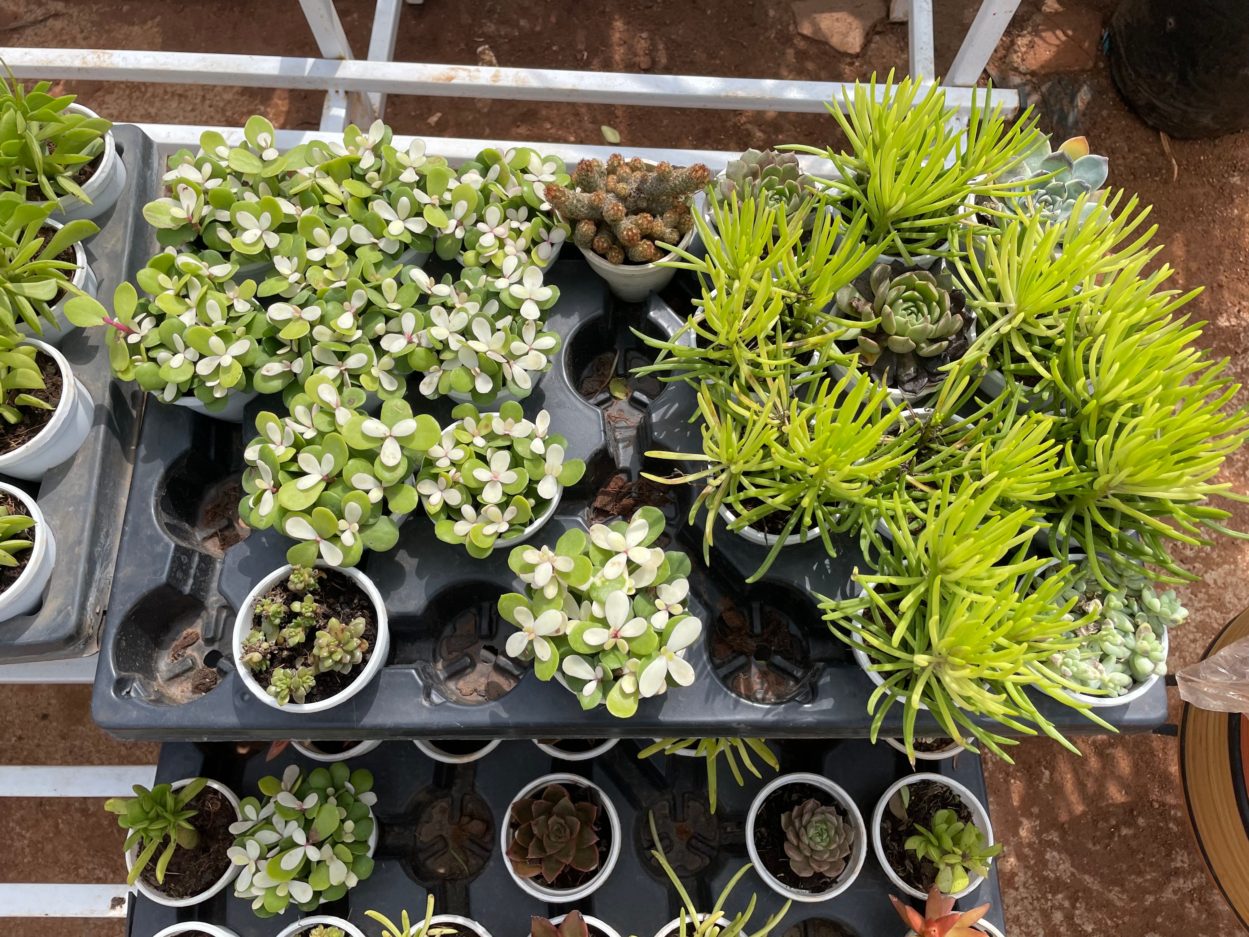 budget friendly plants