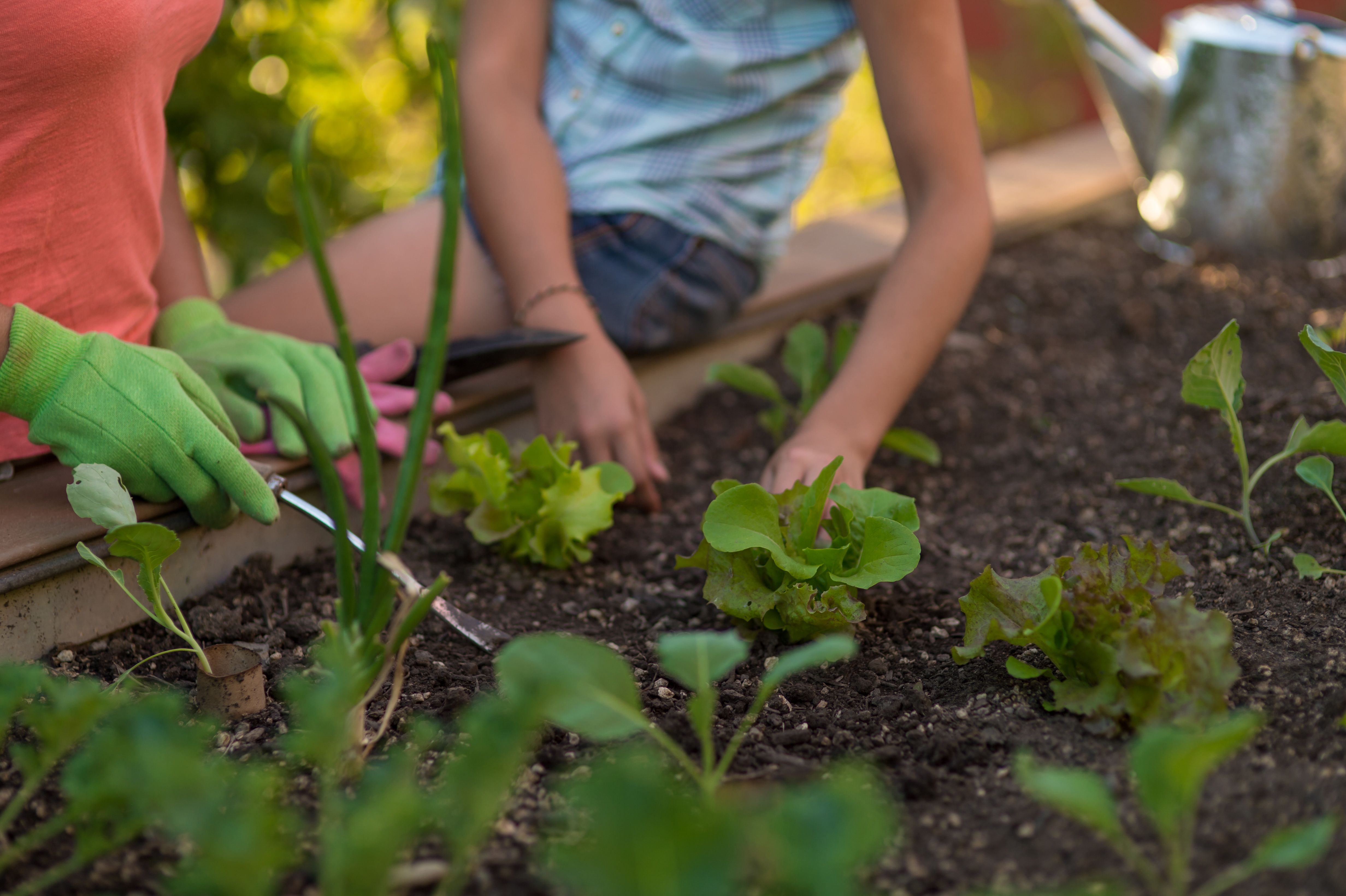 Woman planting flowers in garden bed