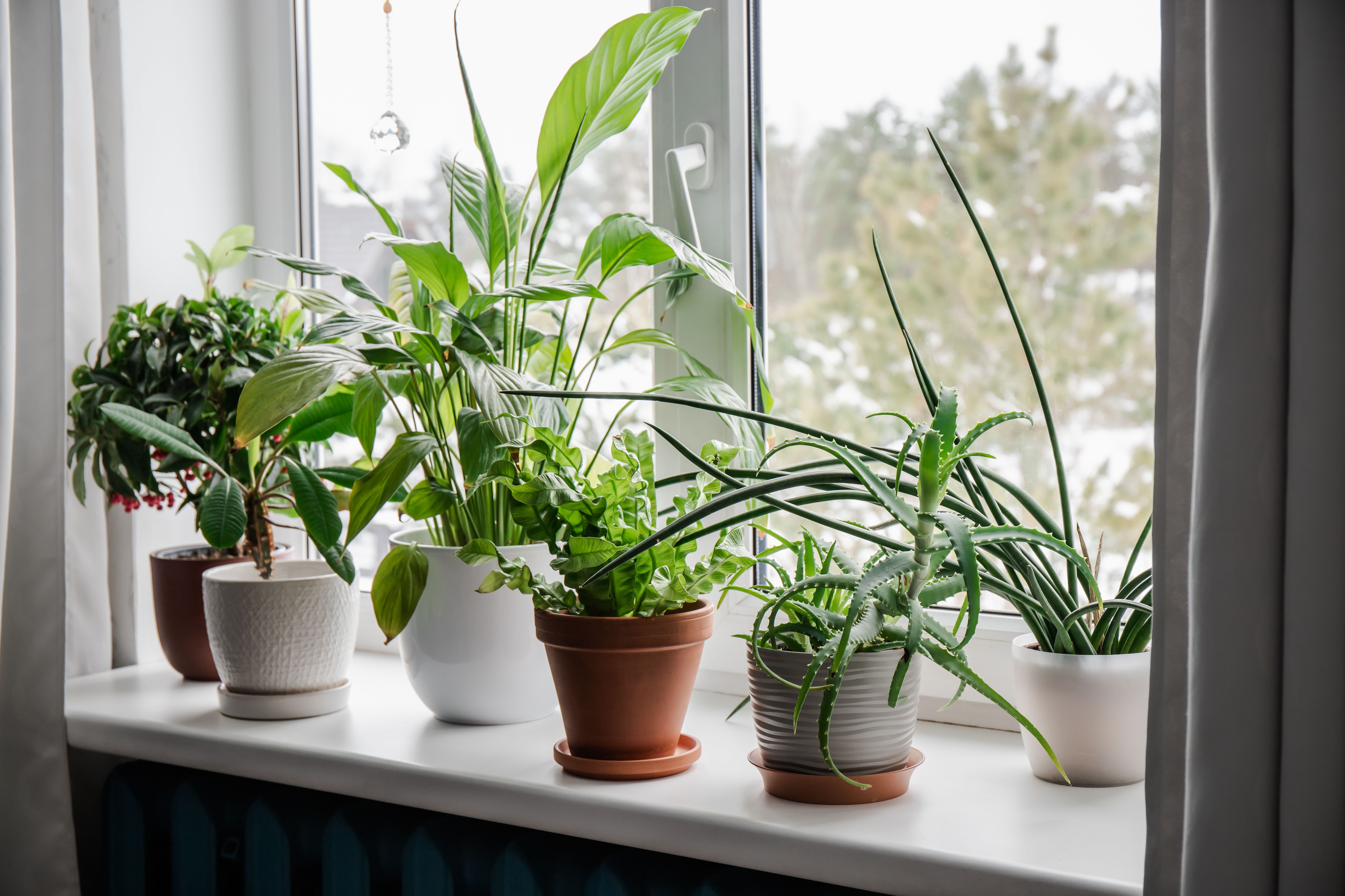 indoor plants winter