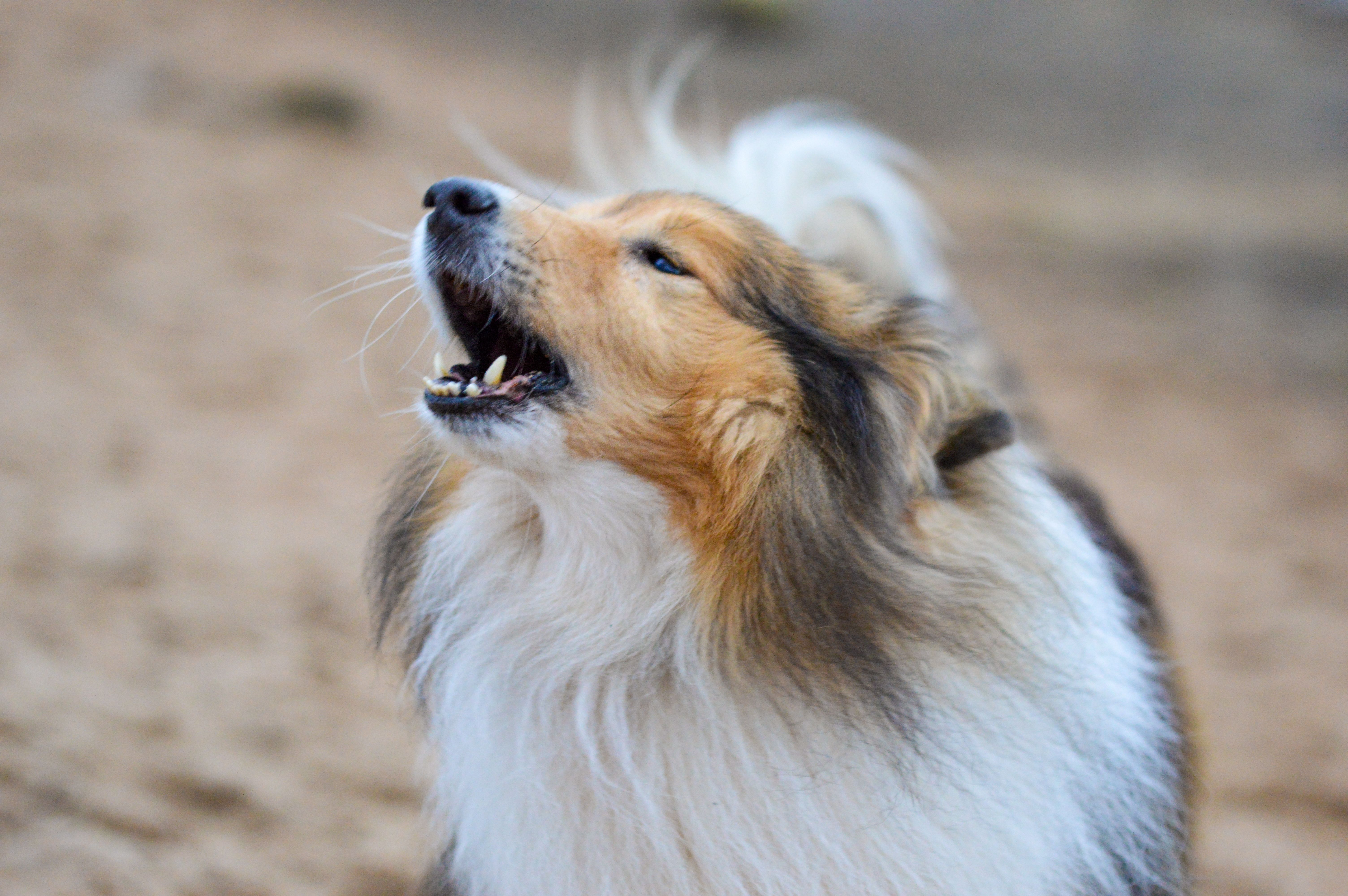 Sheltie or Shetland Sheepdog howling or barking