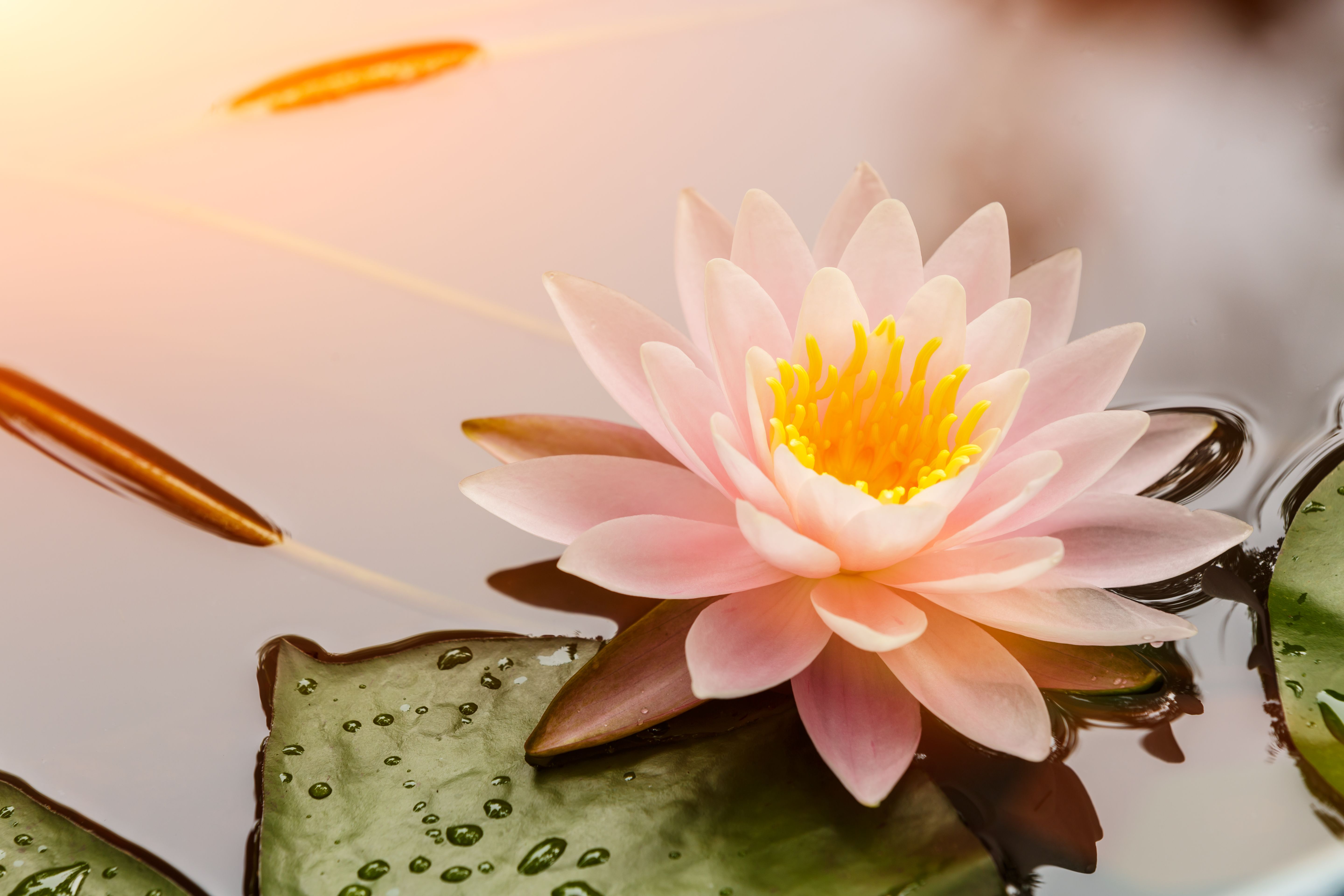 waterlily or lotus flower blooming in the pond