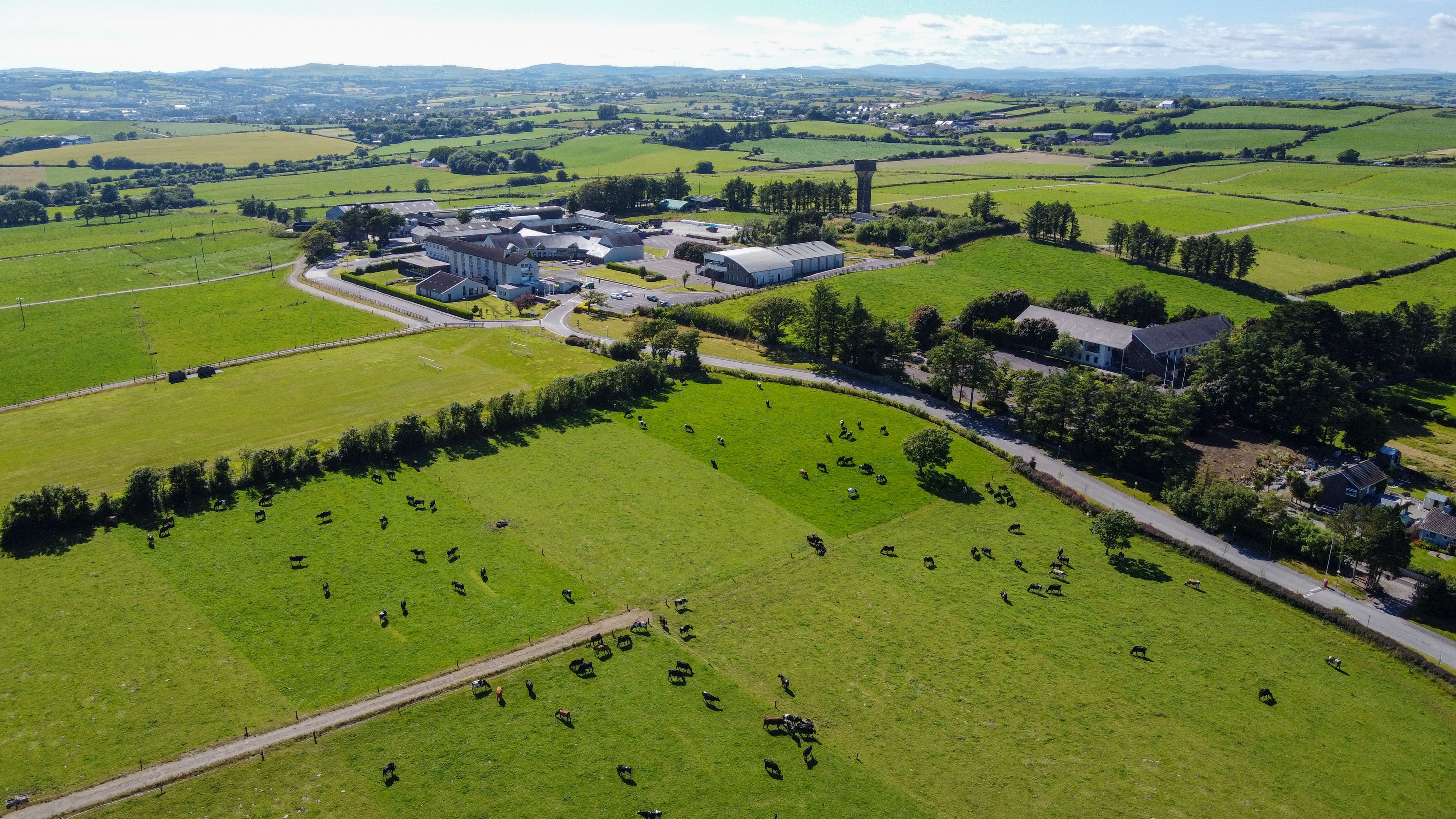 A herd of cows grazing on a green farmer's field on a clear summer day, top view. Buildings among agricultural fields in West Cork. The countryside in Ireland. Green grass field