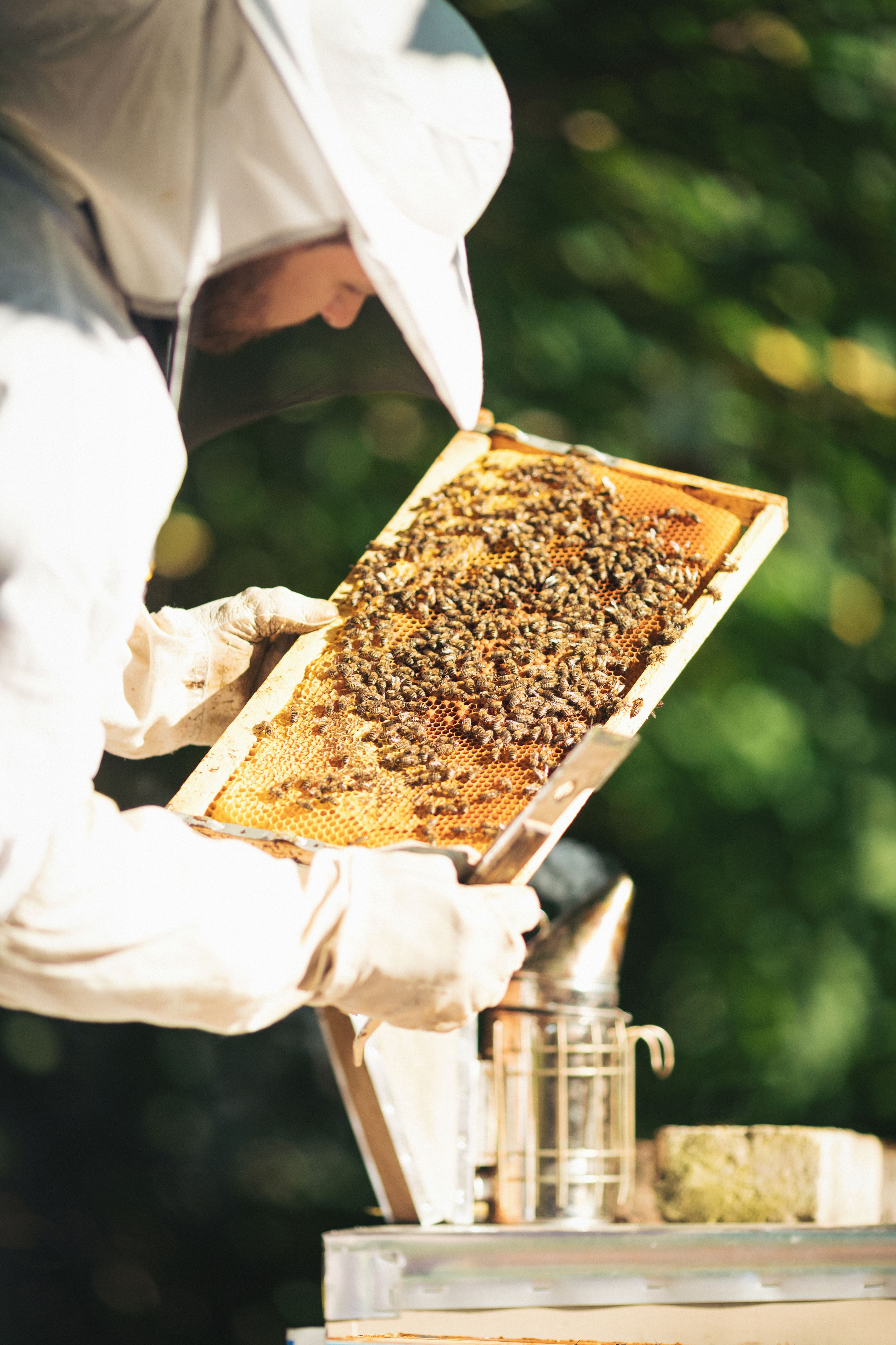 Young beekeeper taking care of bee hives Young beekeeper taking care of bee hives