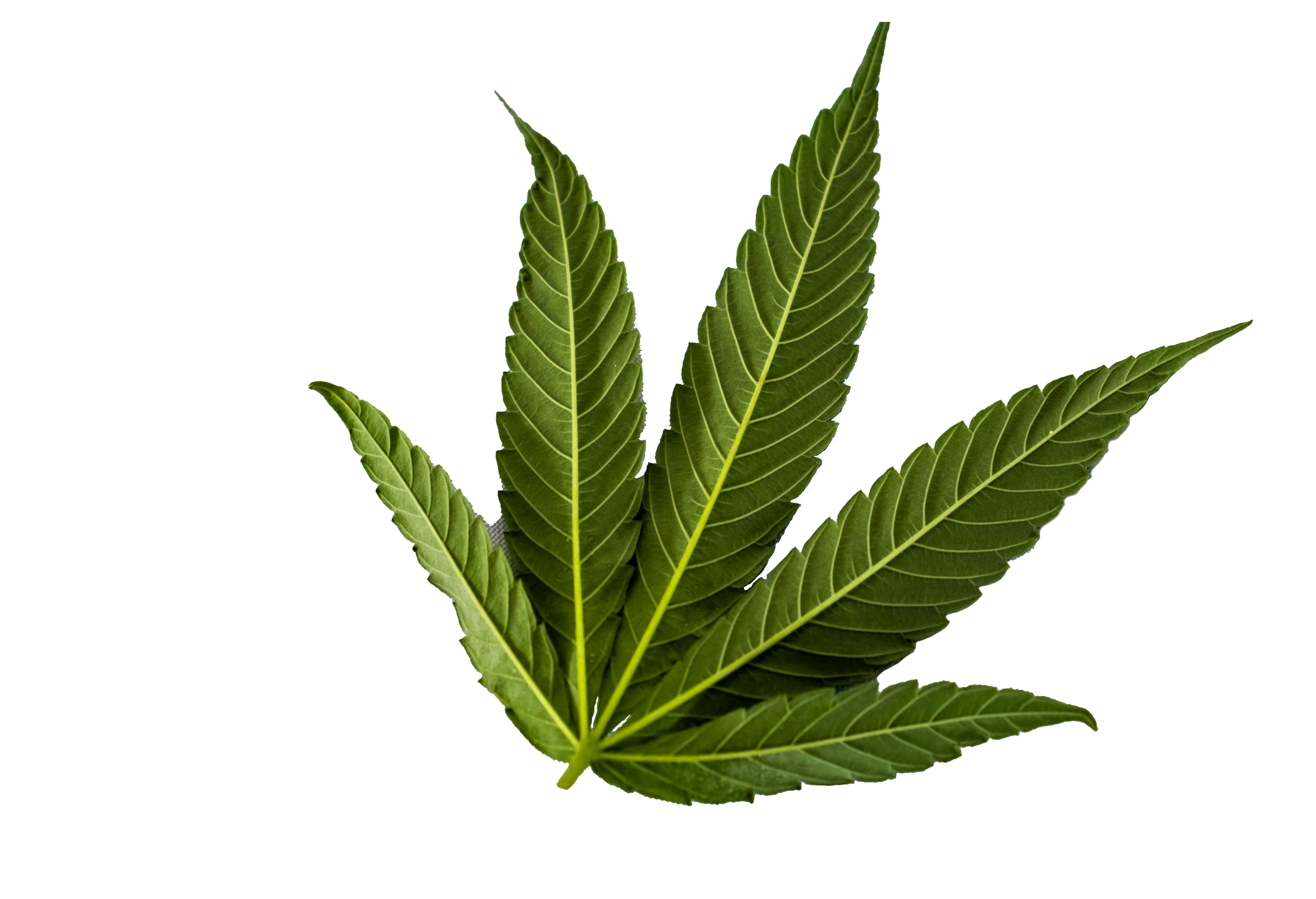 marijuana leaves
