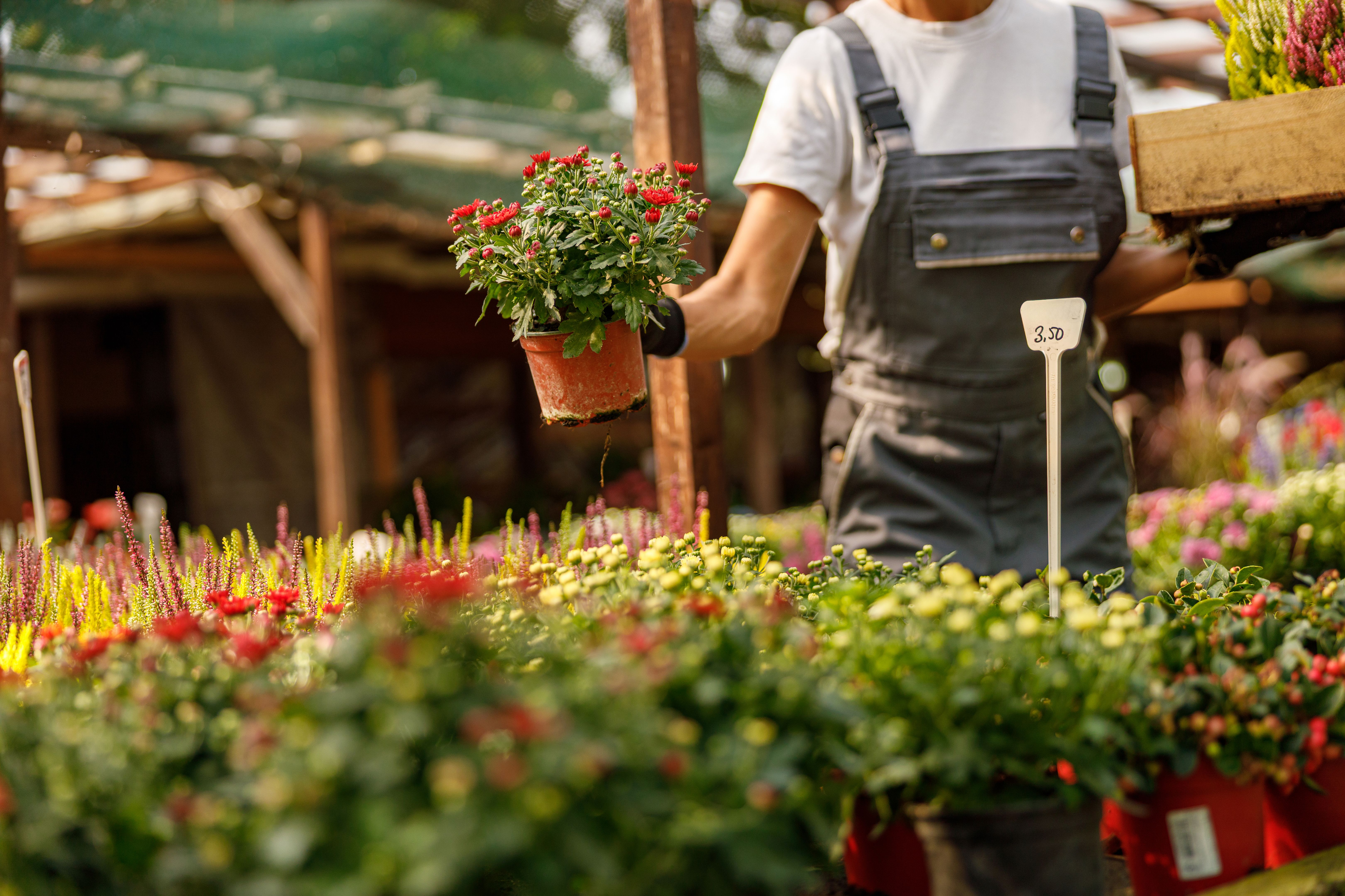 local nursery plants