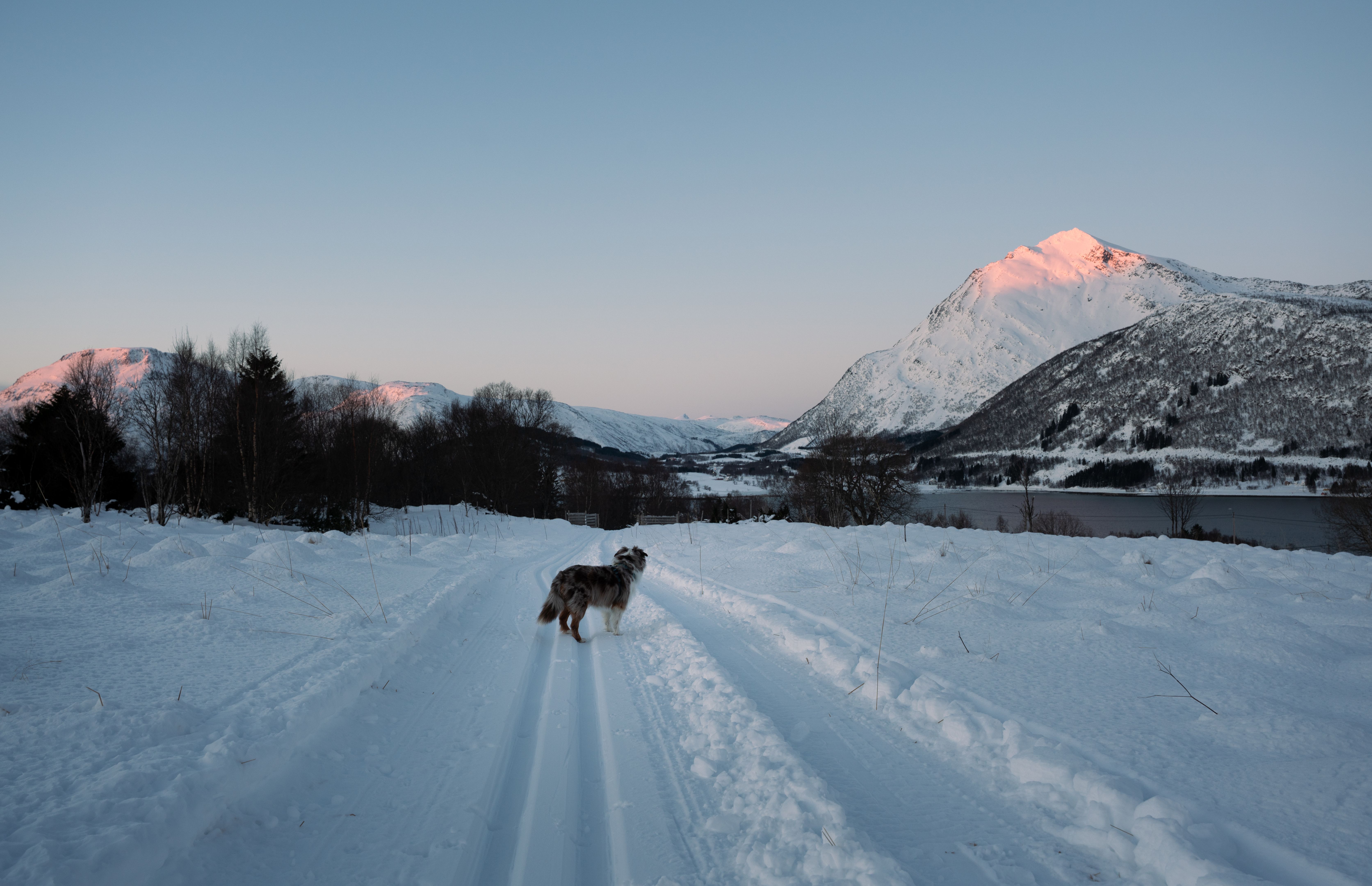 snowy landscape dog