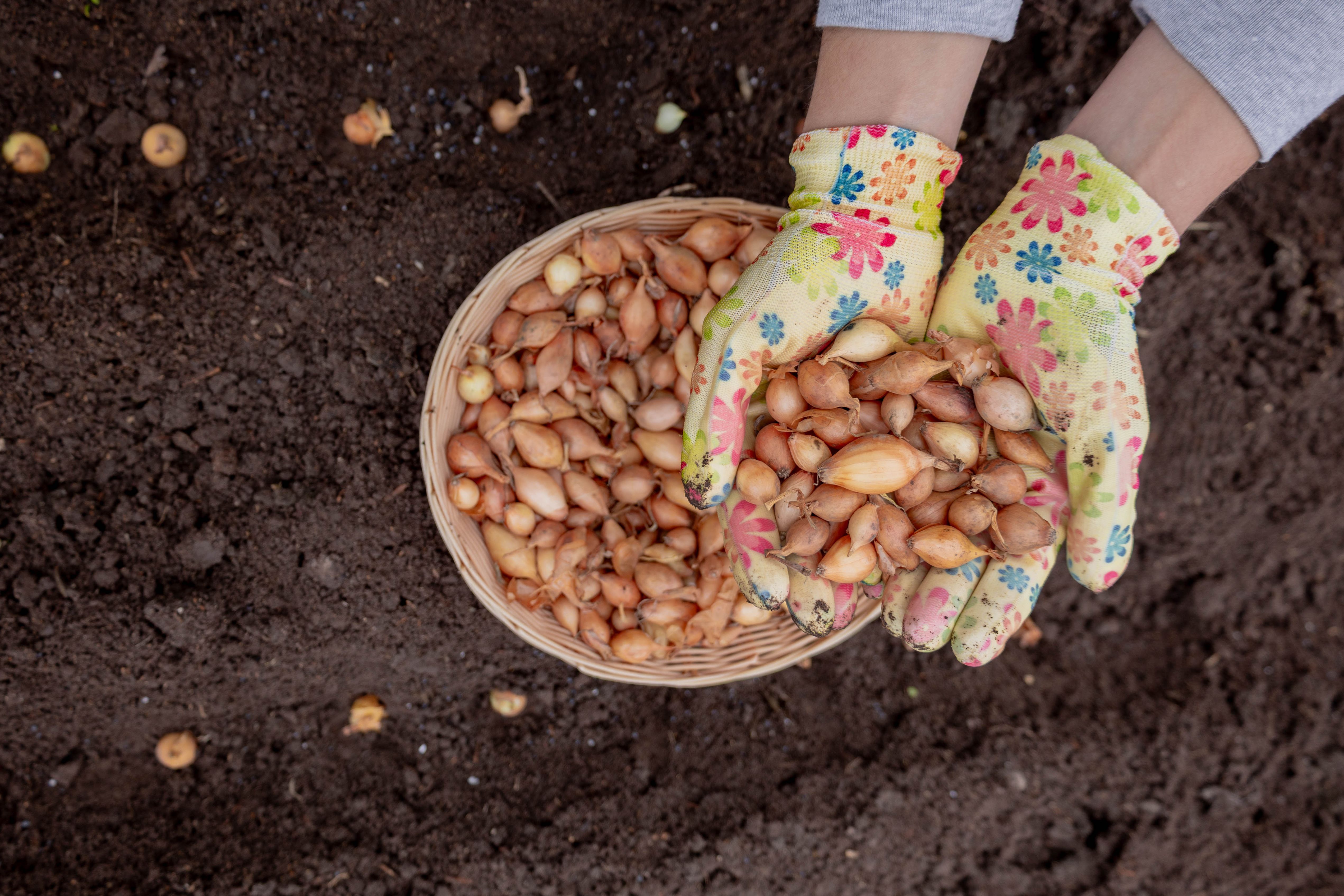 spring bulbs planting