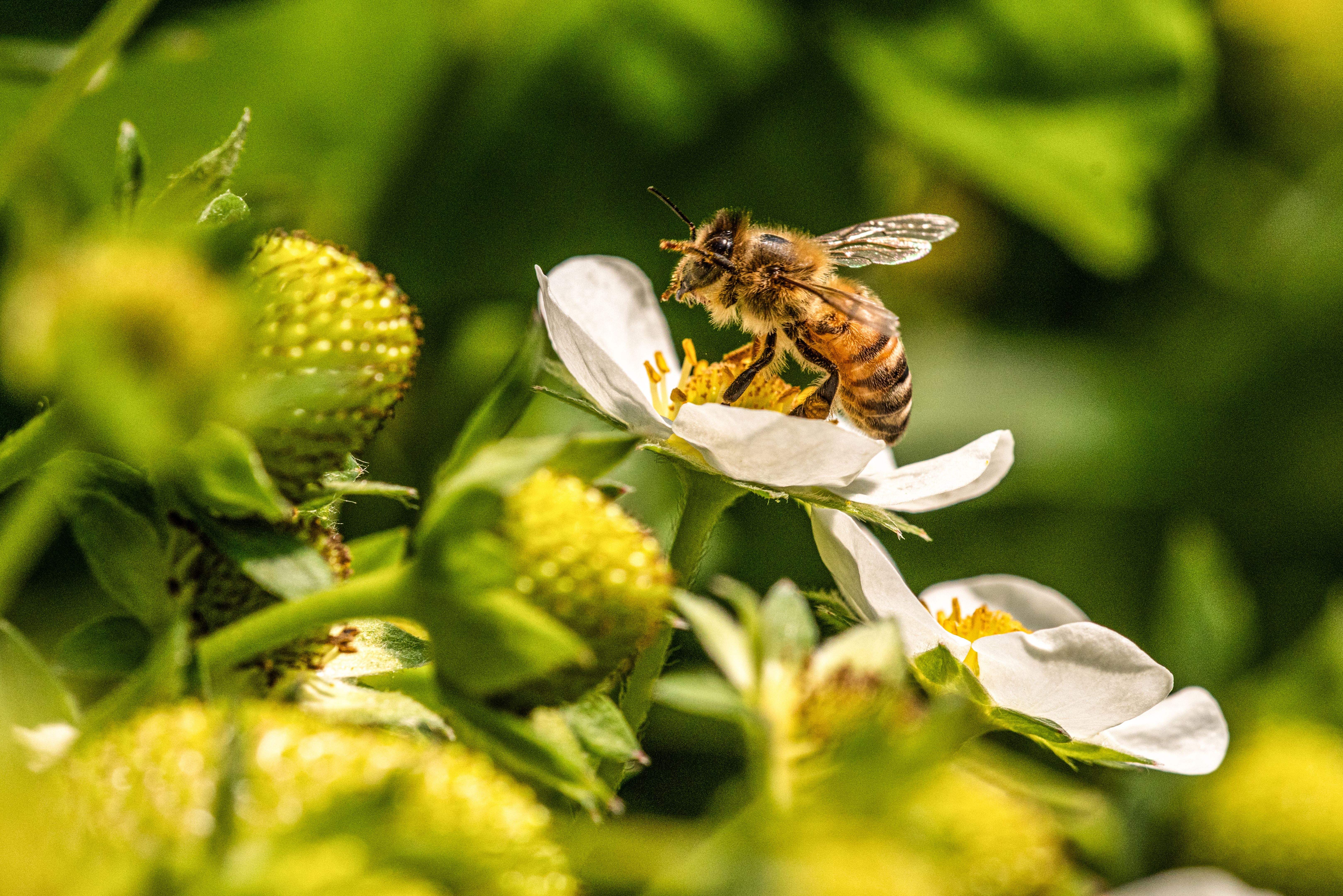 biodiversity agriculture