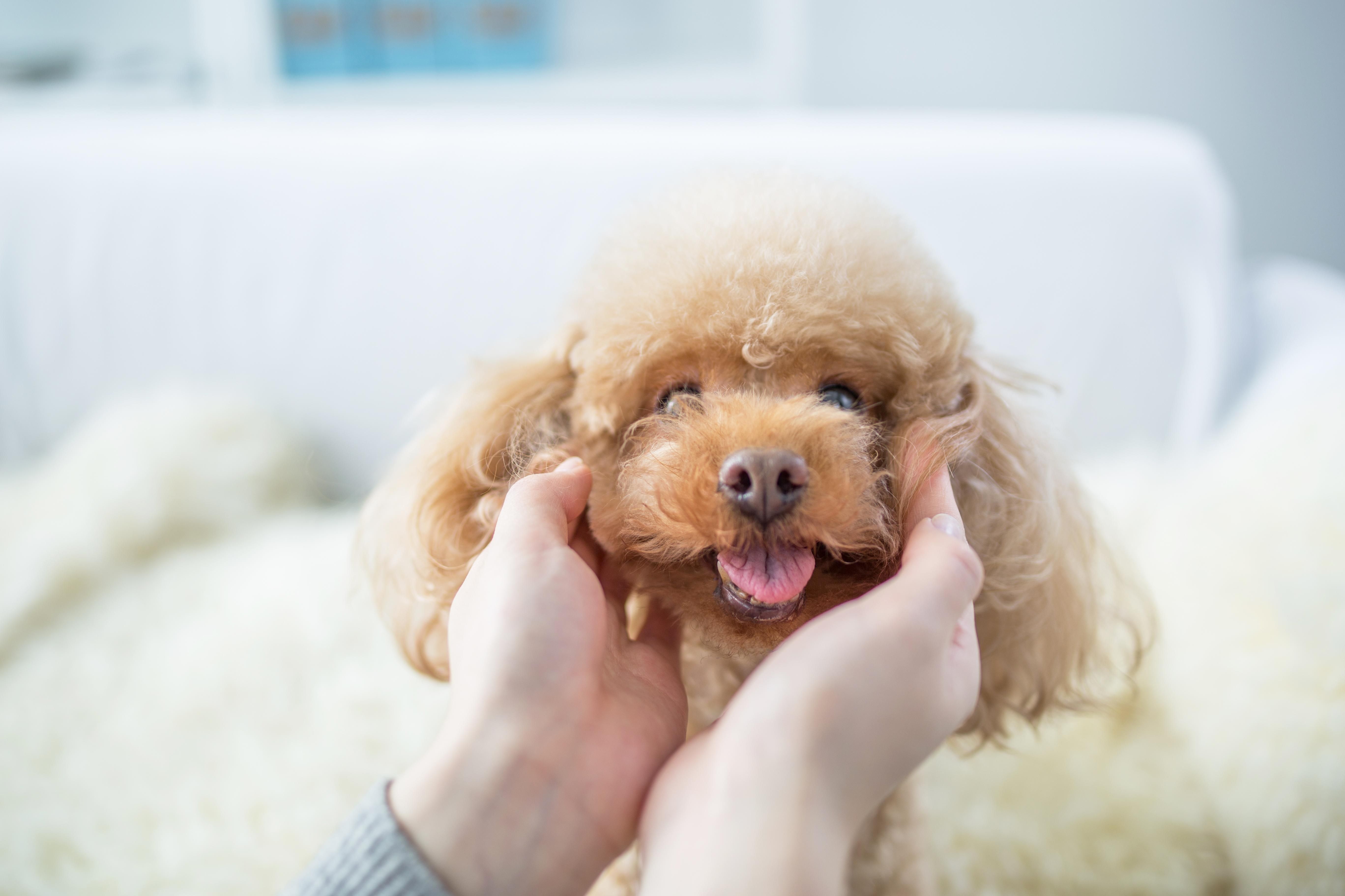 hypoallergenic fabric