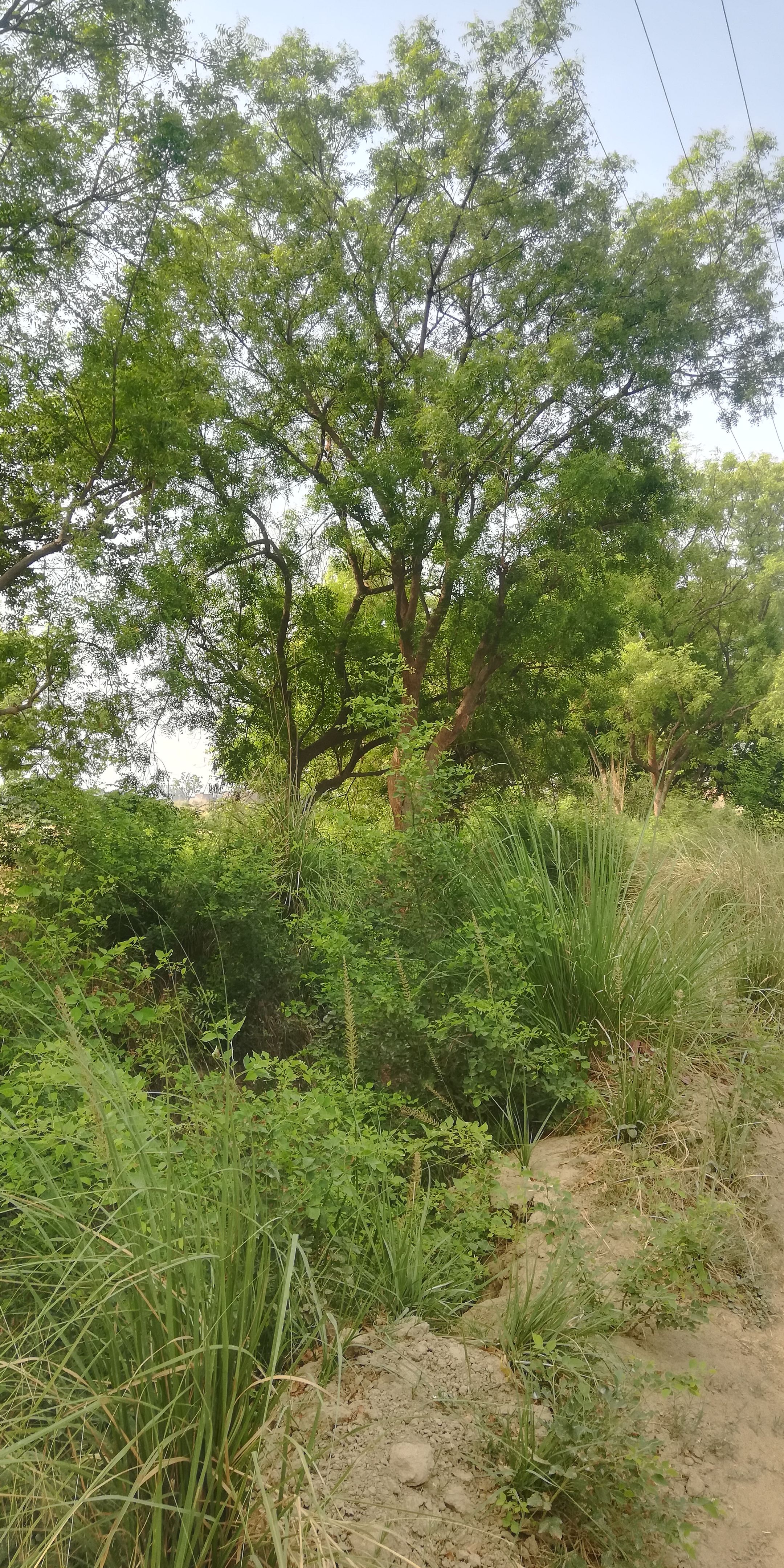 vasant kunj greenery