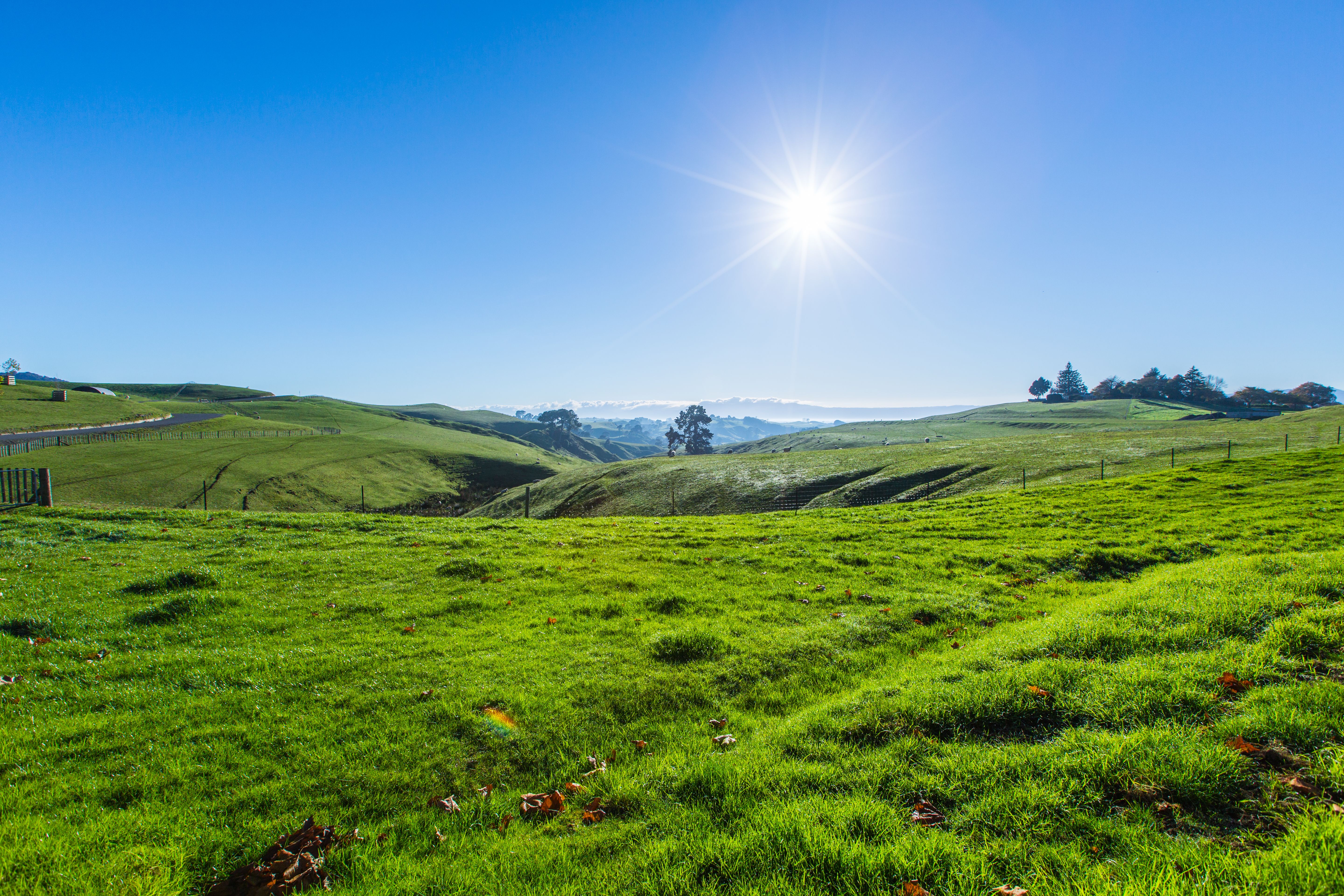 waikato landscape